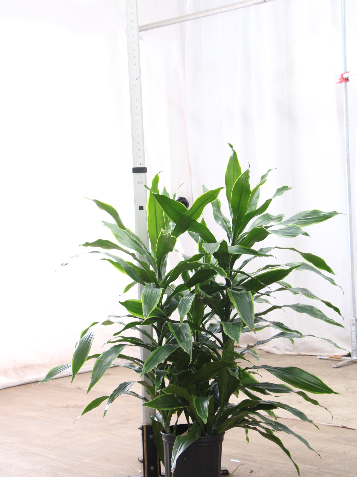Large Dracaena Carmen