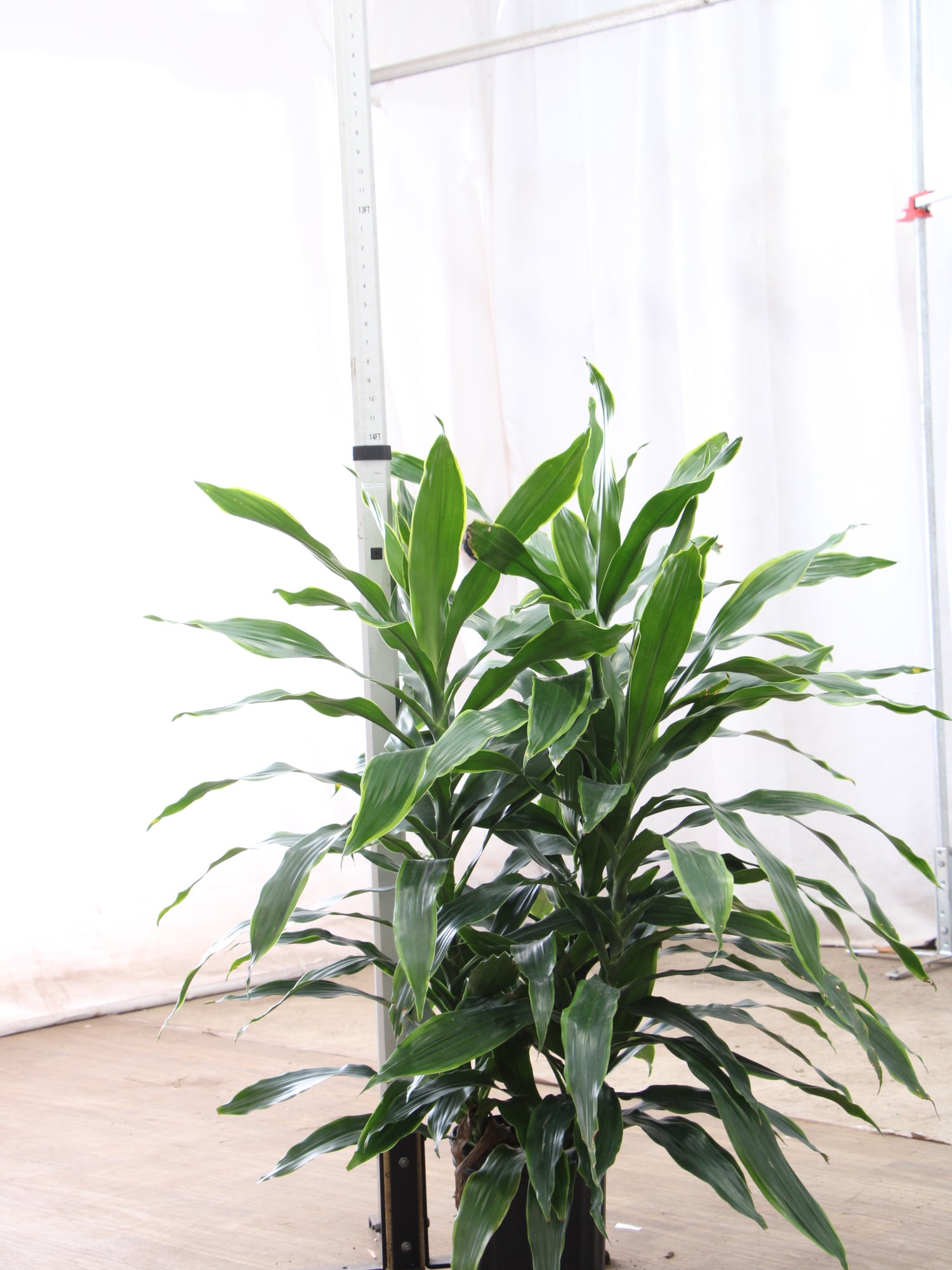 dracaena ll Large Dracaena Carmen