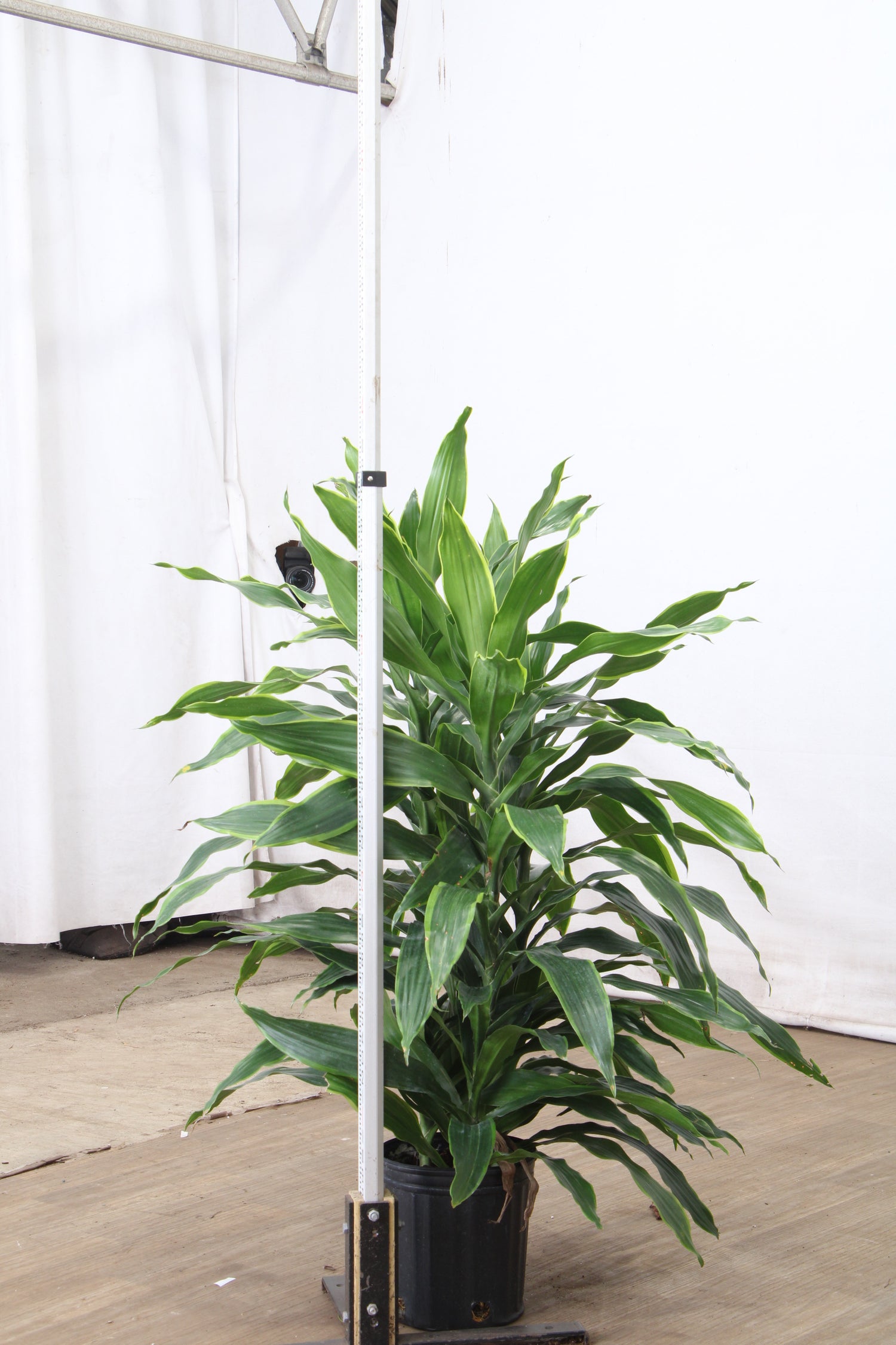 carmen dracaena 3-5 FT Dracaena Carmen – Dahing Plants