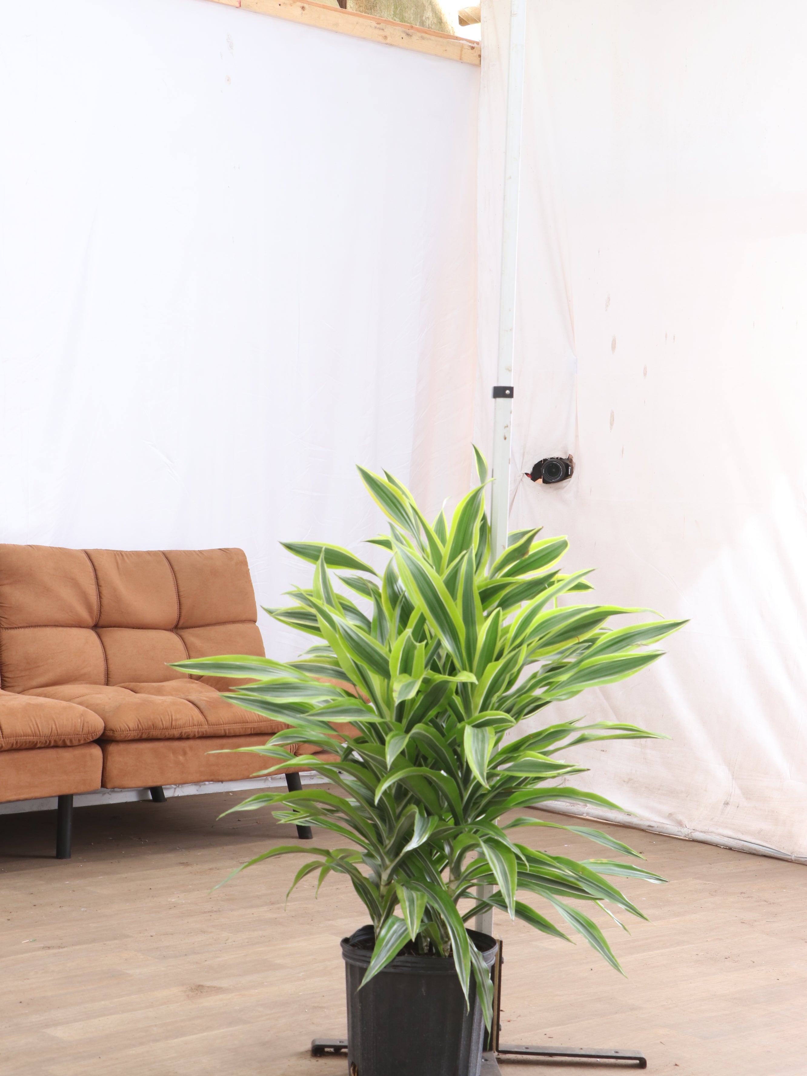 Buy Dracaena Warneckii Lemon Lime Bush Online | Large Indoor Plant
