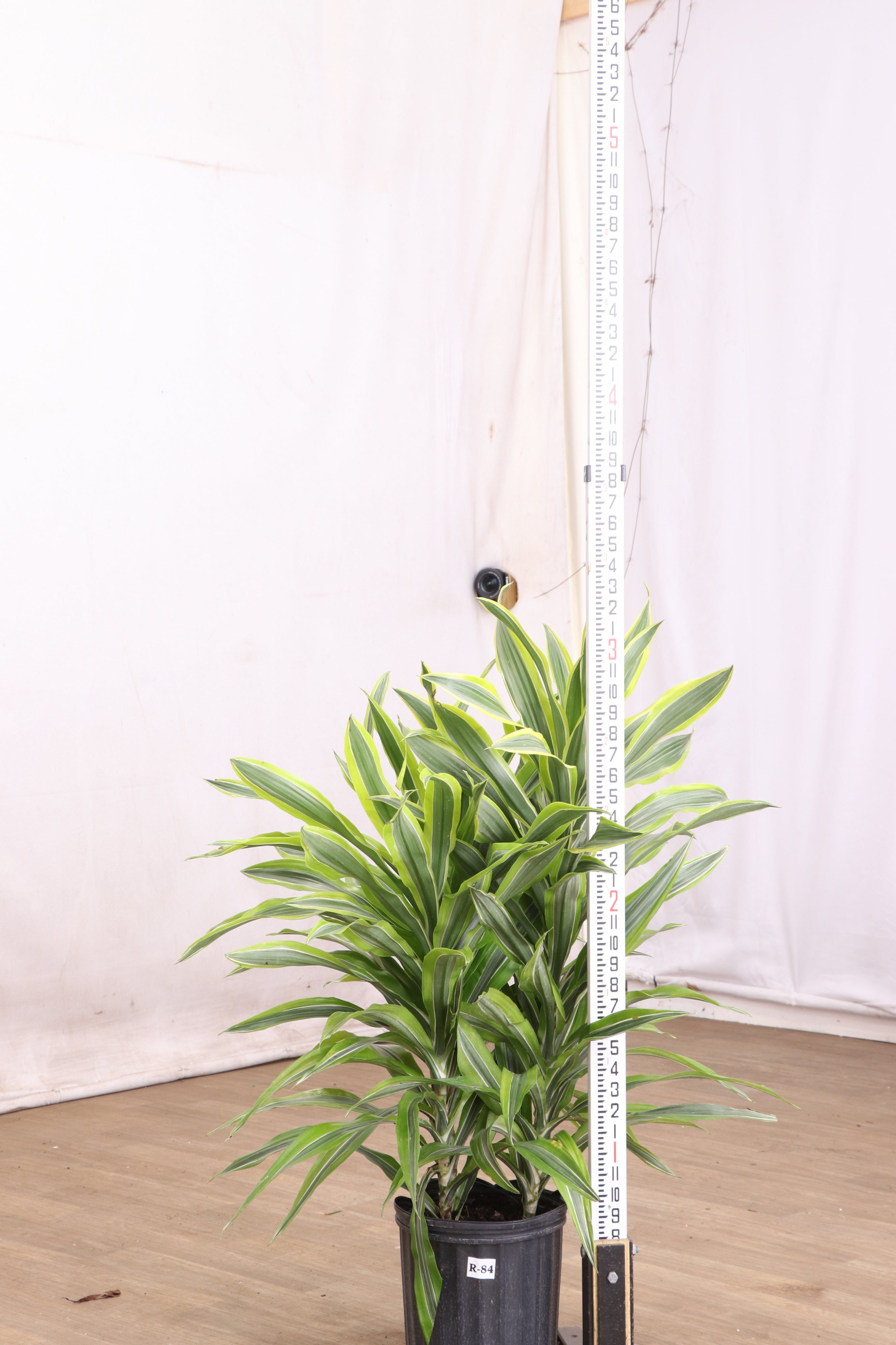 Buy Dracaena Warneckii Lemon Lime Bush Online | Large Indoor Plant