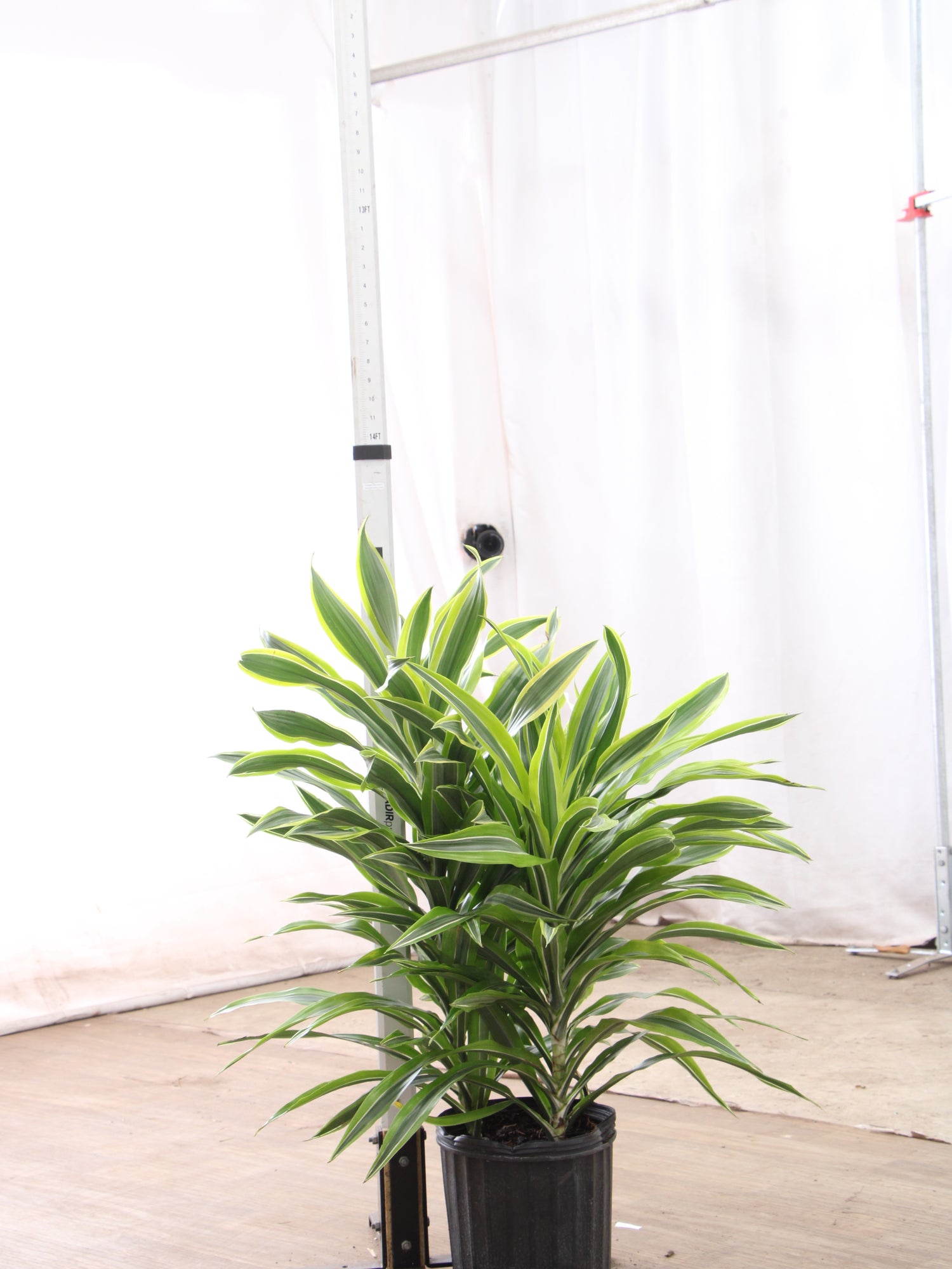 large dracaena lemon lime Large Dracaena Warneckii Lemon Lime Bush