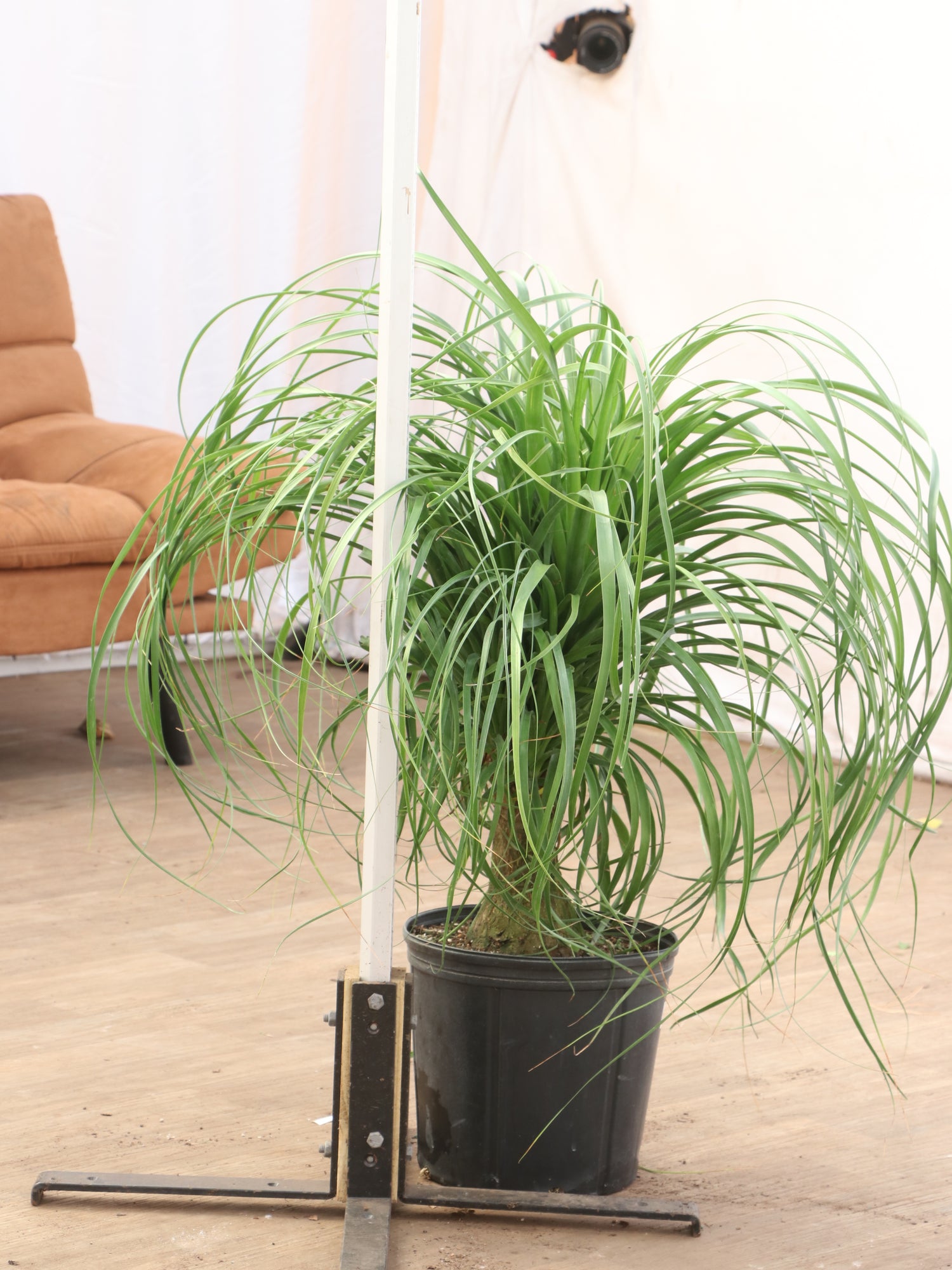 variegated ponytail palm for sale 3-5 FT Ponytail Palm – Dahing Plants