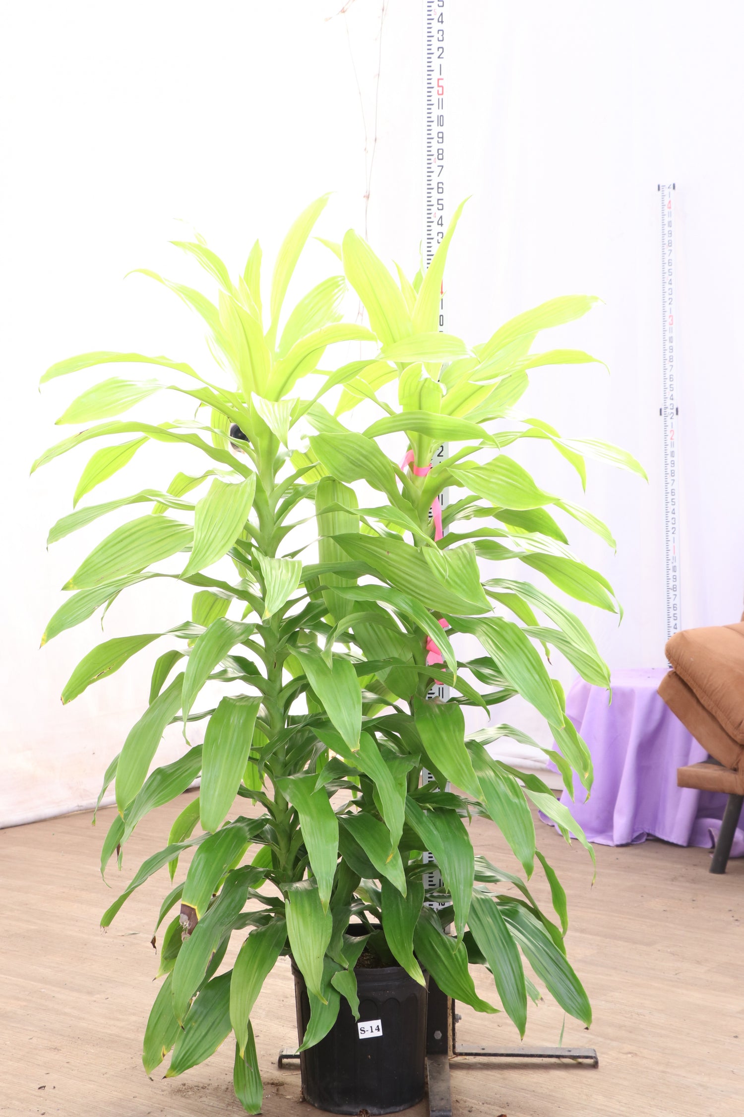 dracaena janet craig limelight Large Dracaena Janet Craig 'Limelight'