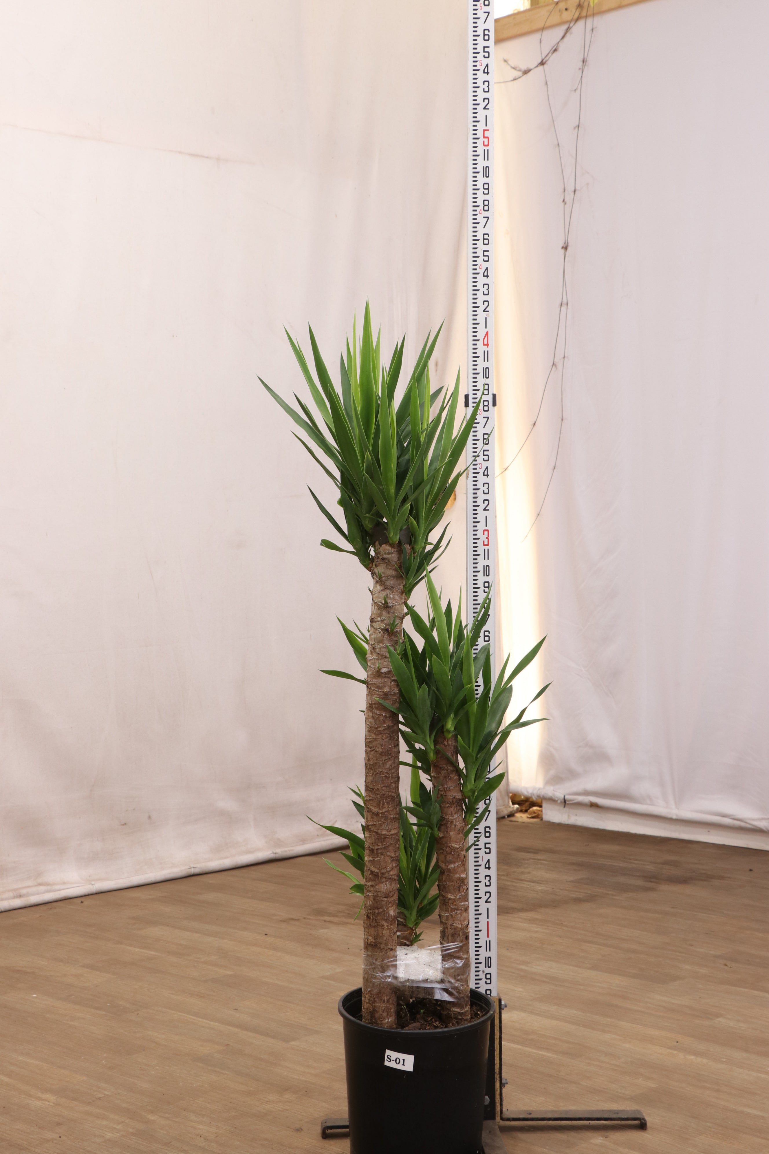 Buy Large Yucca Cane Online | Large Indoor Plant | Dahing Plants