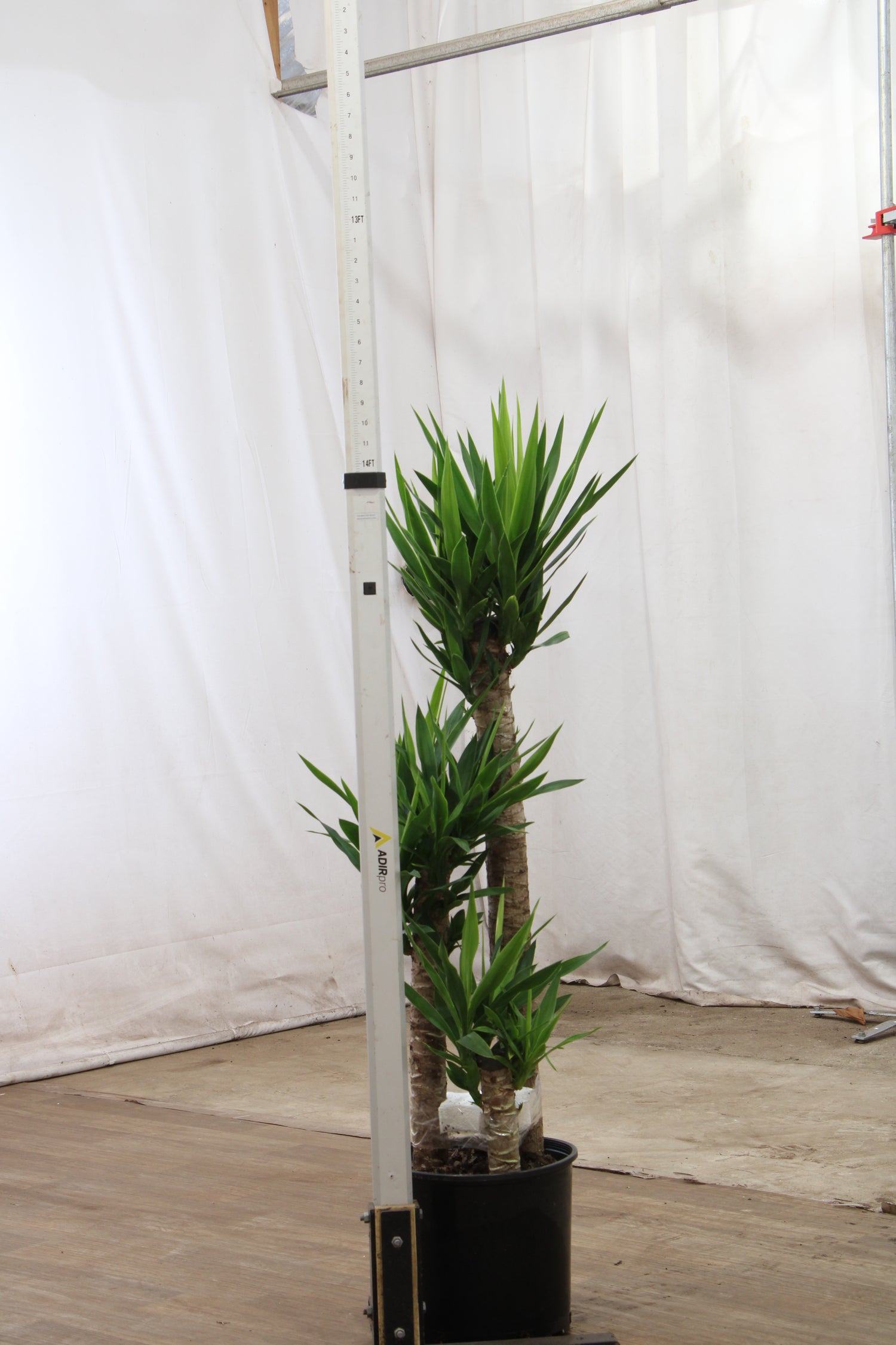 yucca cane houseplant care Large Yucca Cane