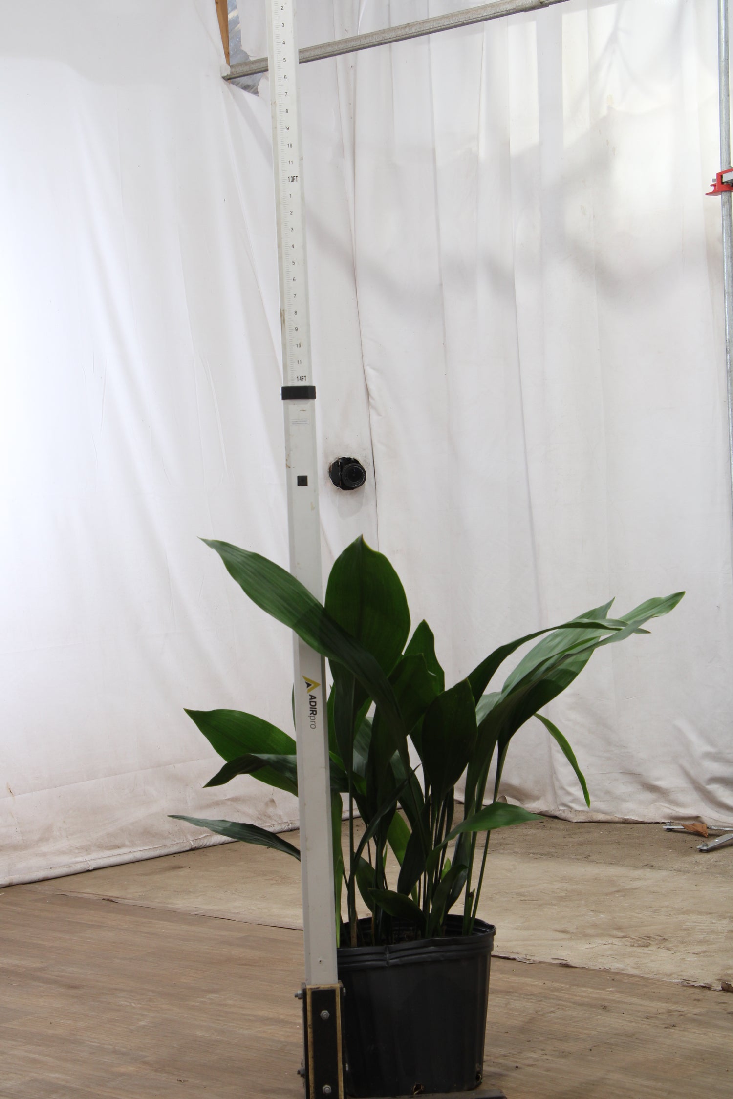 cast iron plant in pot Buy Large Cast Iron Plant Online | Large Indoor Plant