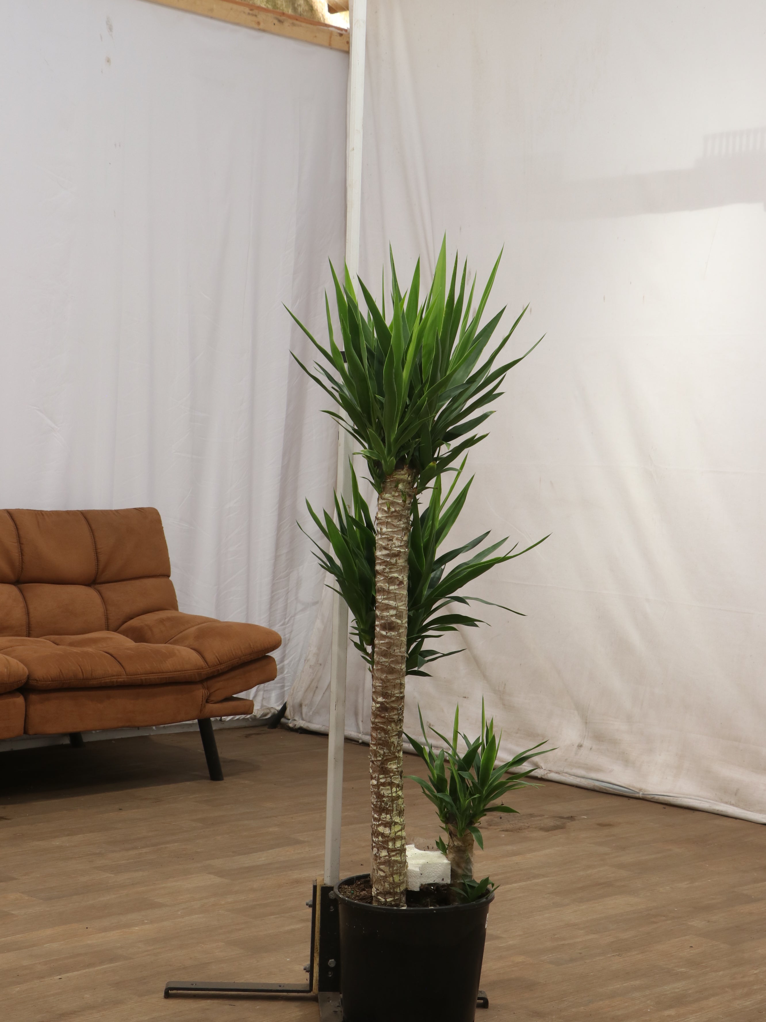 Buy Large Yucca Cane Online | Large Indoor Plant | Dahing Plants