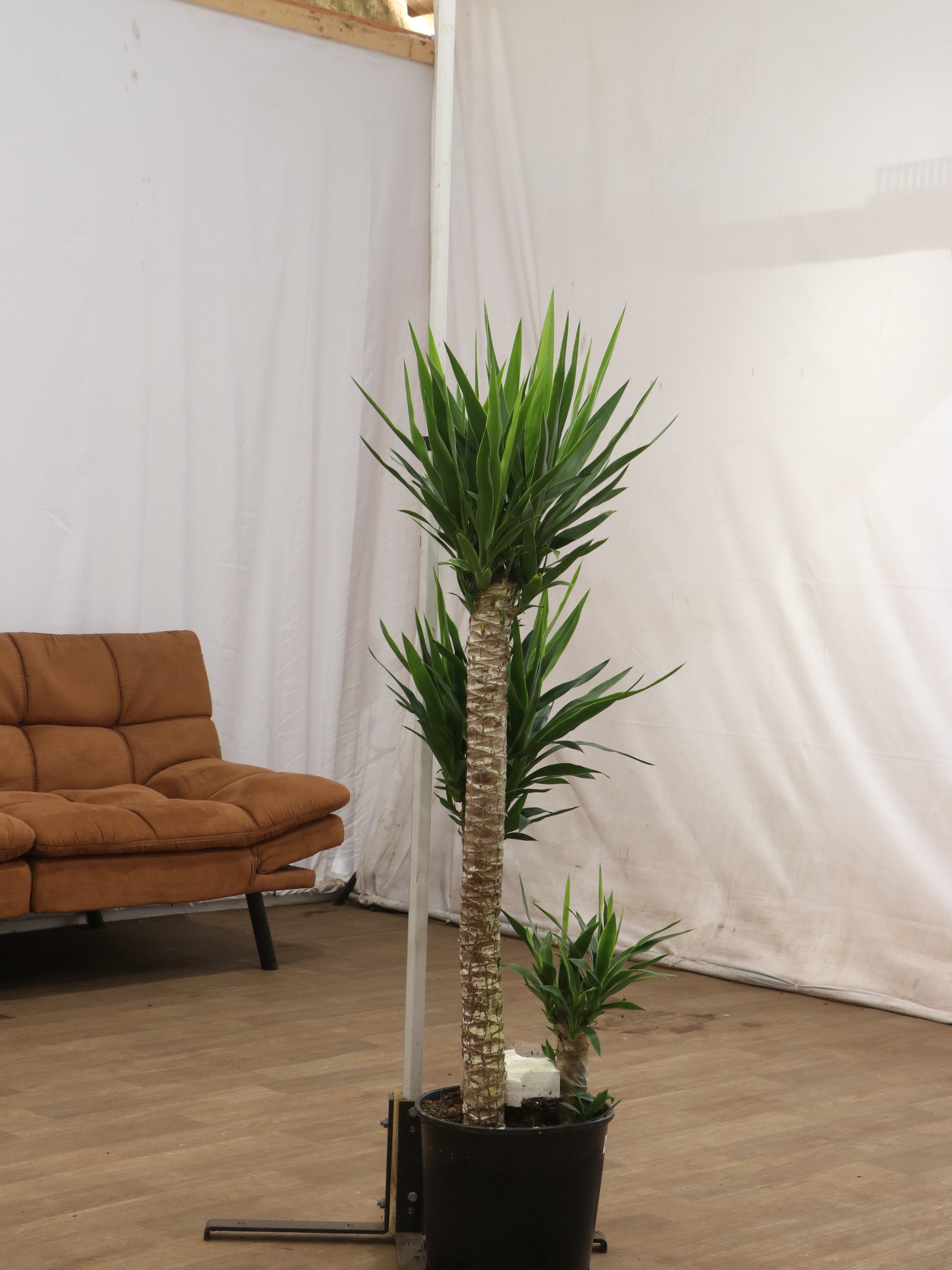 3-5 FT Yucca Cane- NYC, NJ, CT, Boston, Providence, Washington DC