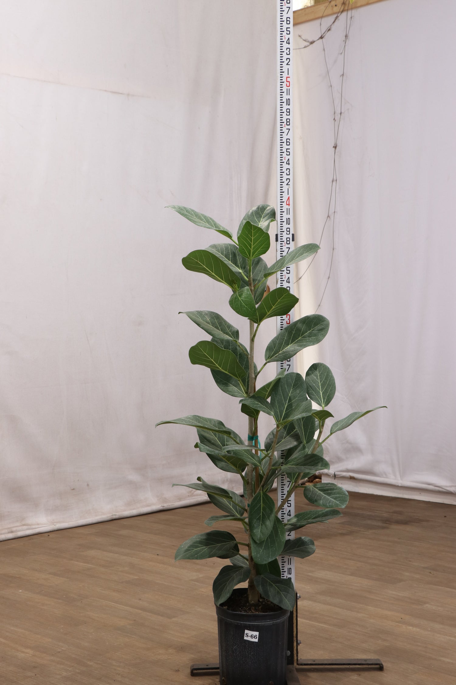 audrey ficus near me Ficus Audrey Bush Houseplant with Planter - Large (3-3.5' tall) Sand Planter
