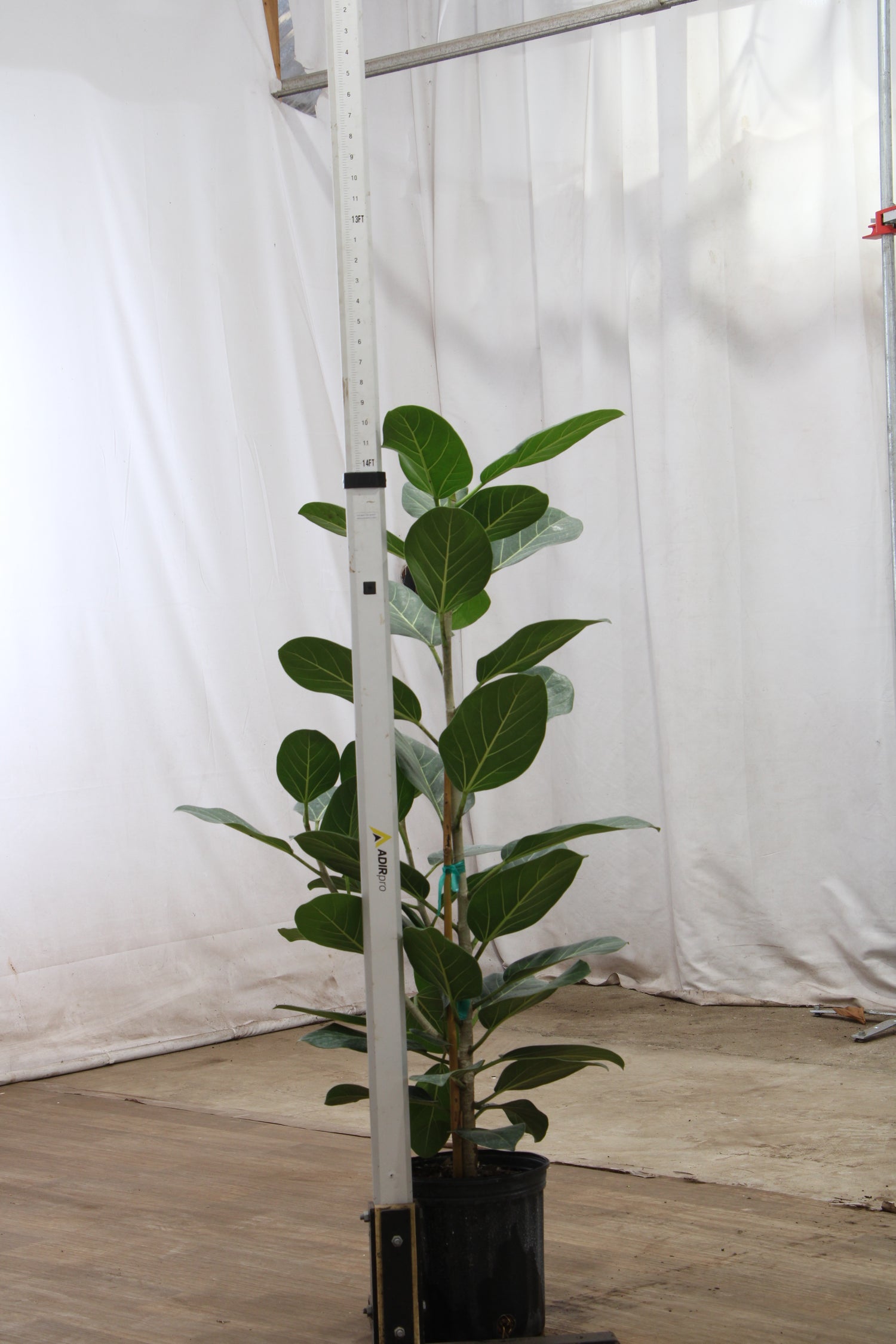 Ficus Audrey Bush Houseplant with Planter - Large (3-3.5' tall) Sand Planter