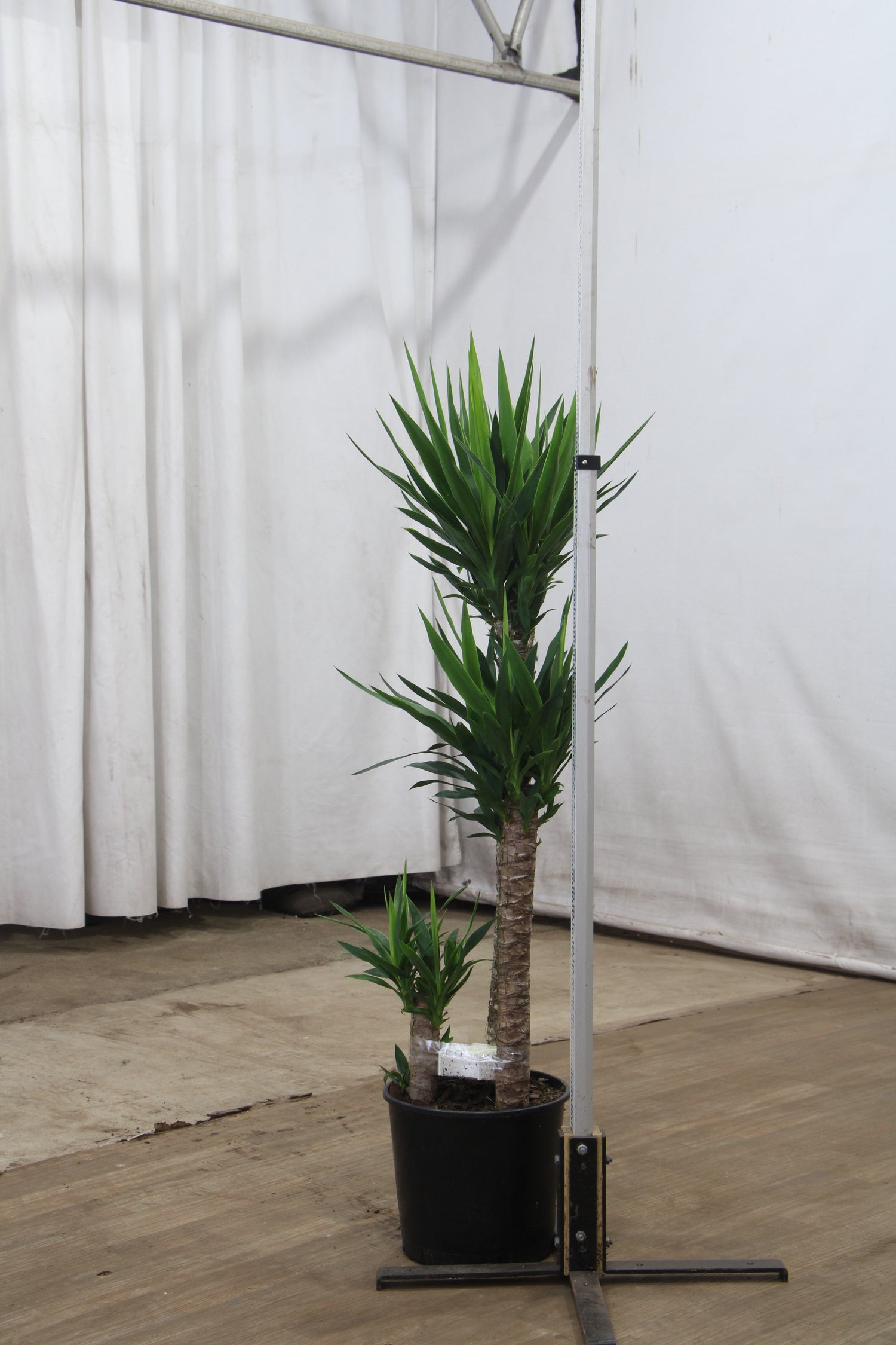 yucca cane plant price Large Yucca Cane