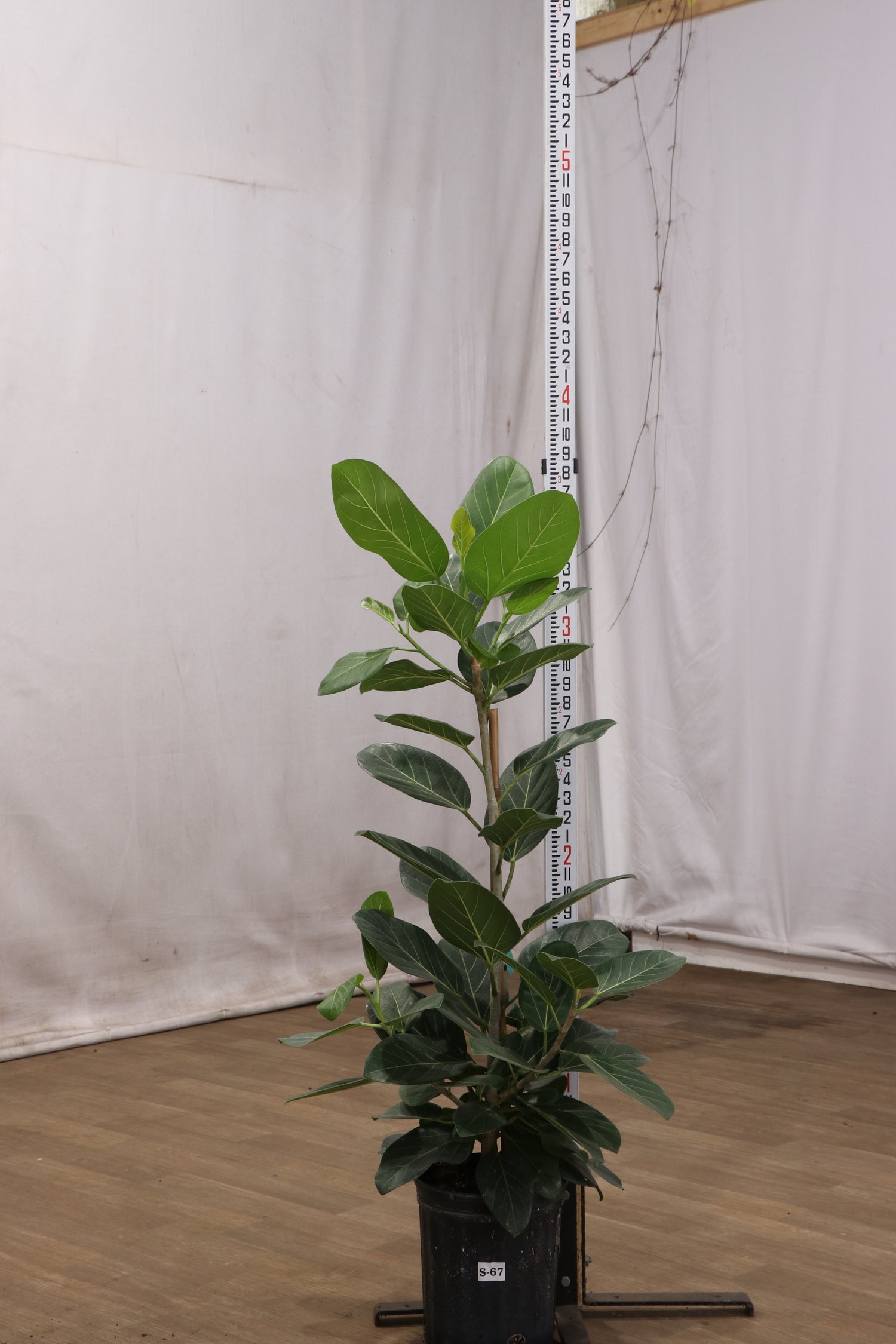 Ficus Audrey Bush Houseplant with Planter - Large (3-3.5' tall) Sand Planter