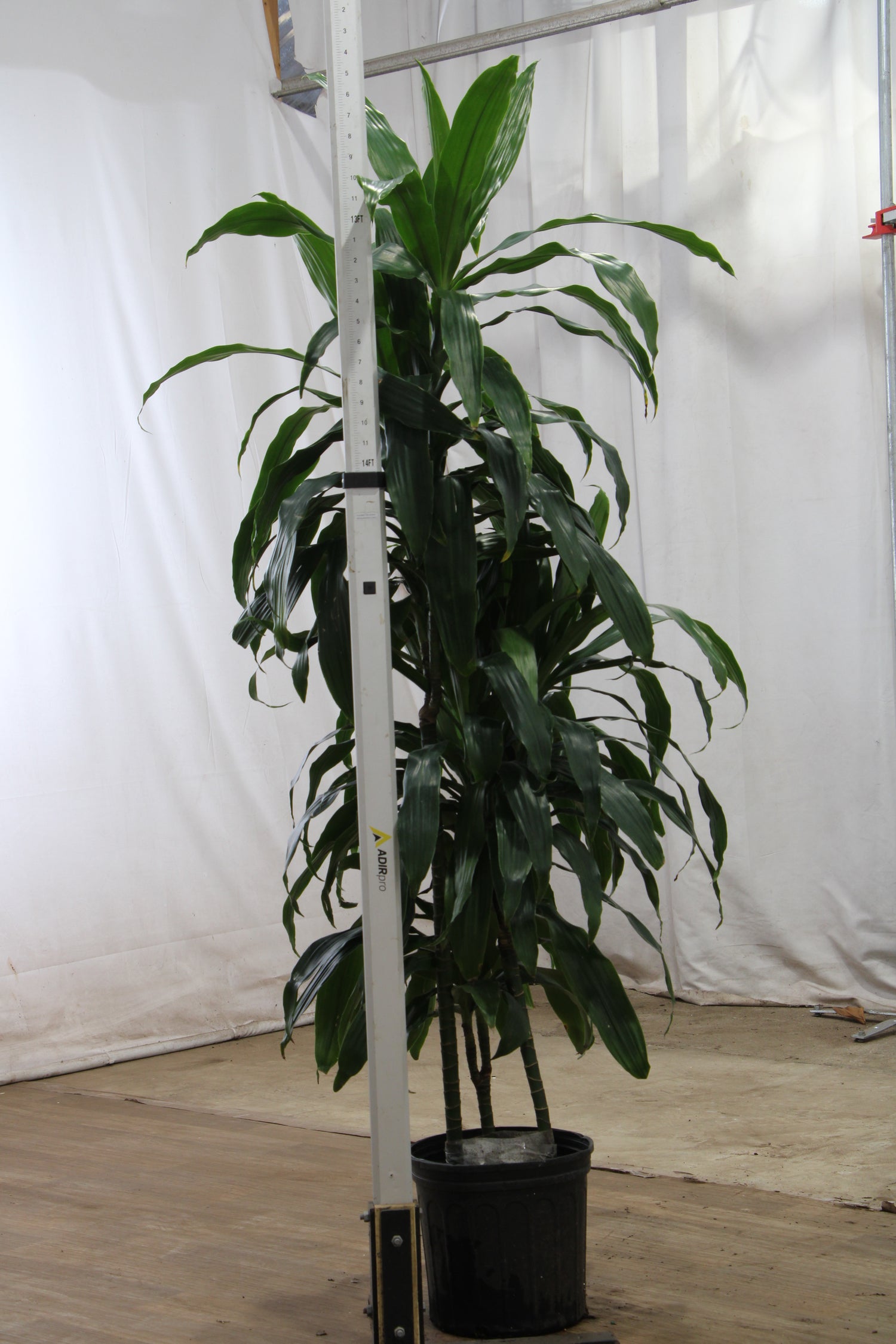 dracaena lisa vs janet craig Large Dracaena 'Janet Craig' Cane