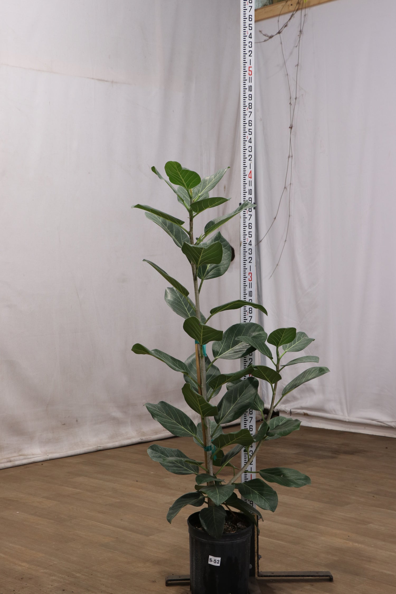 where to buy an audrey ficus Ficus Audrey Bush Houseplant with Planter - Large (3-3.5' tall) Sand Planter