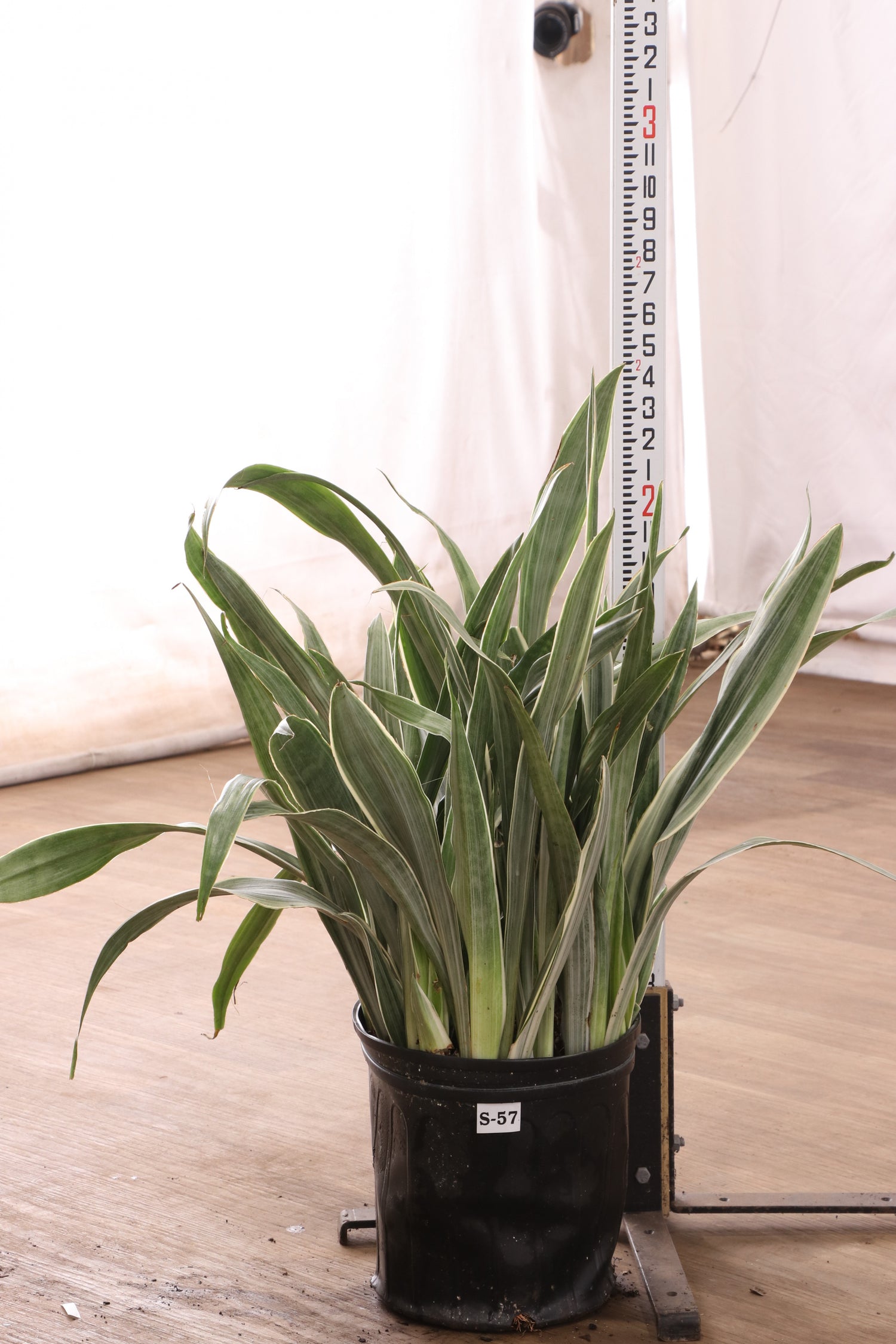 3-5 FT Snake Plant 'Sayuri' – Dahing Plants
