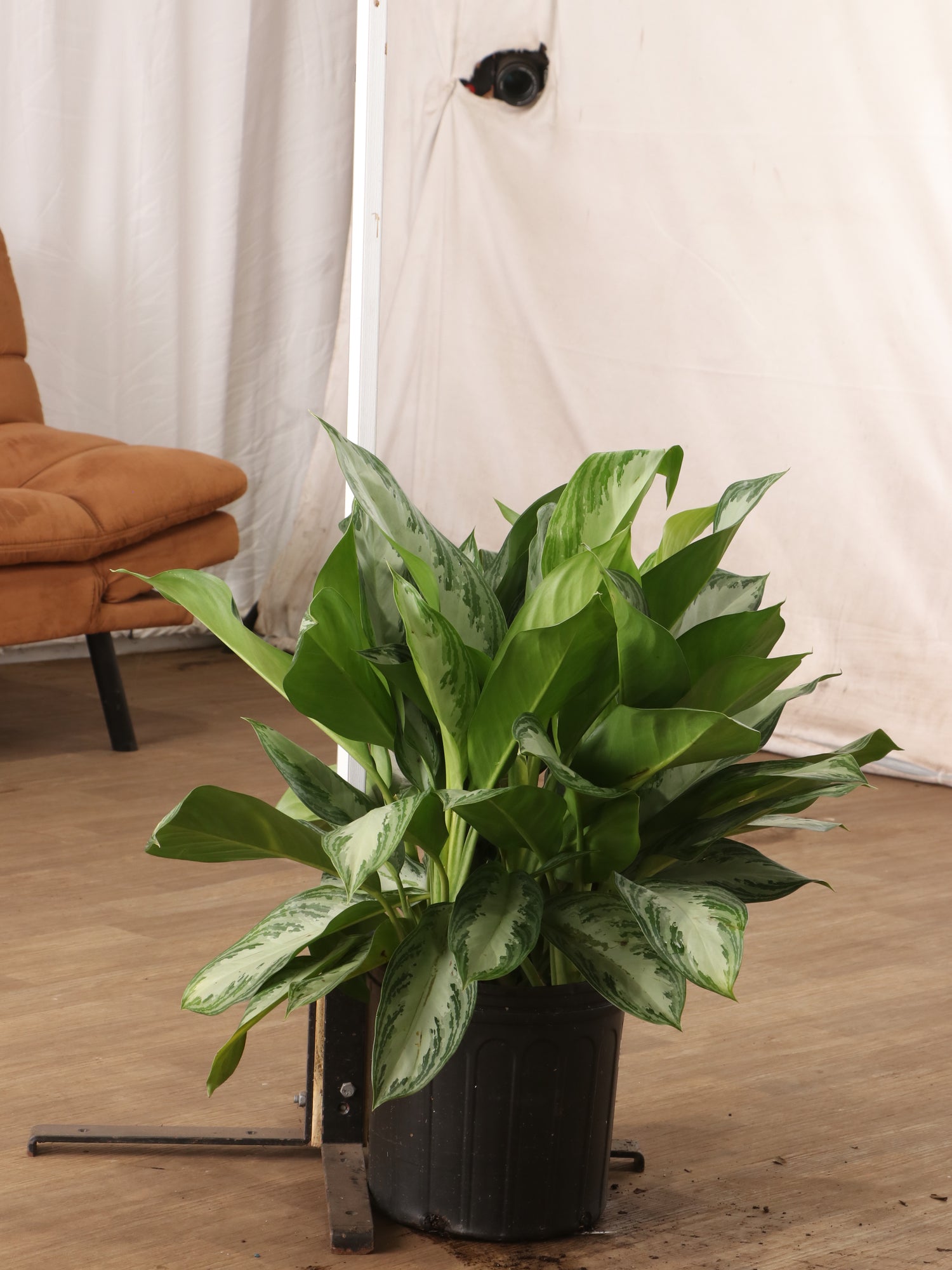 3-5 FT Dieffenbachia 'Sterling' – Dahing Plants