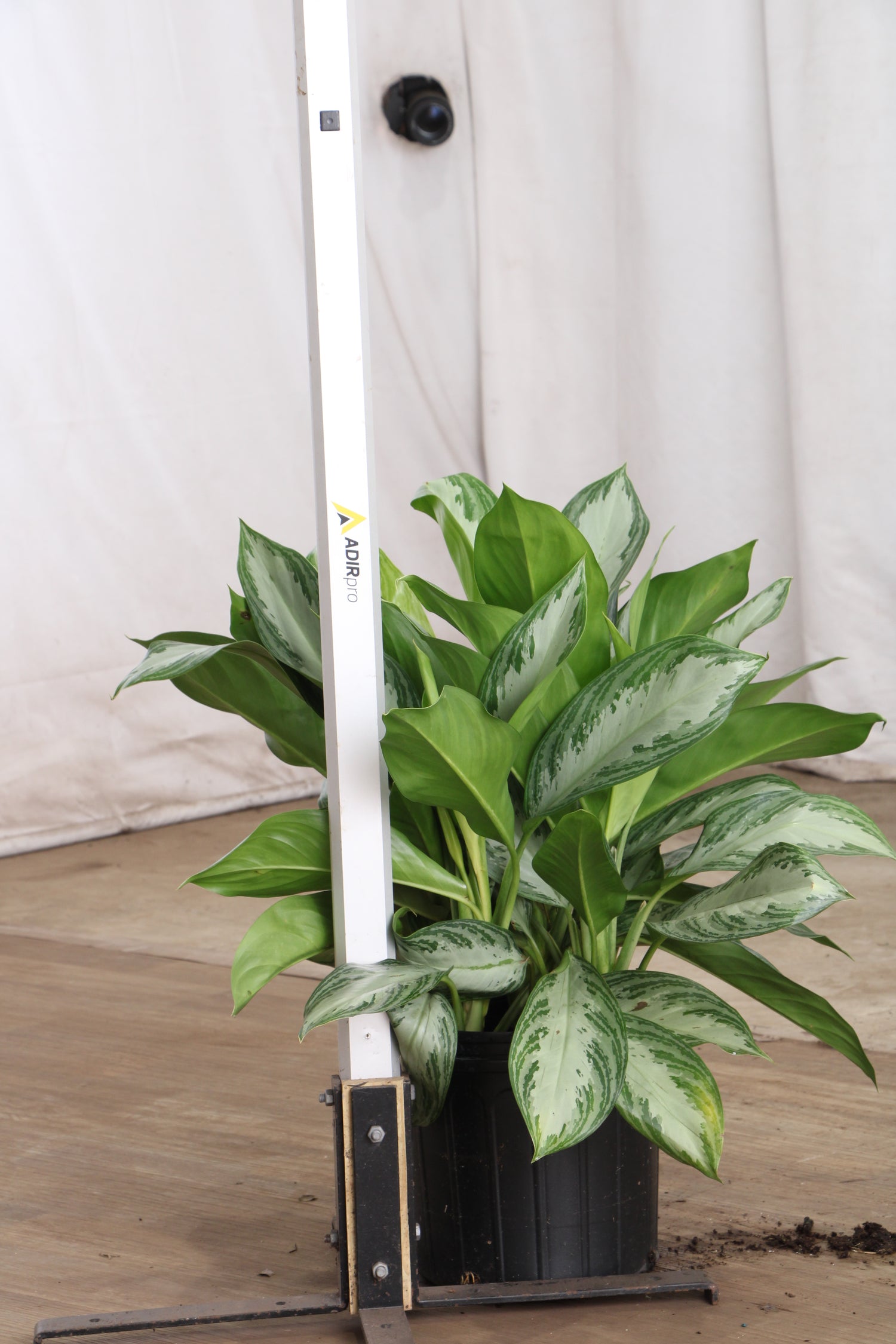 dieffenbachia sterling care 3-5 FT Dieffenbachia 'Sterling' – Dahing Plants