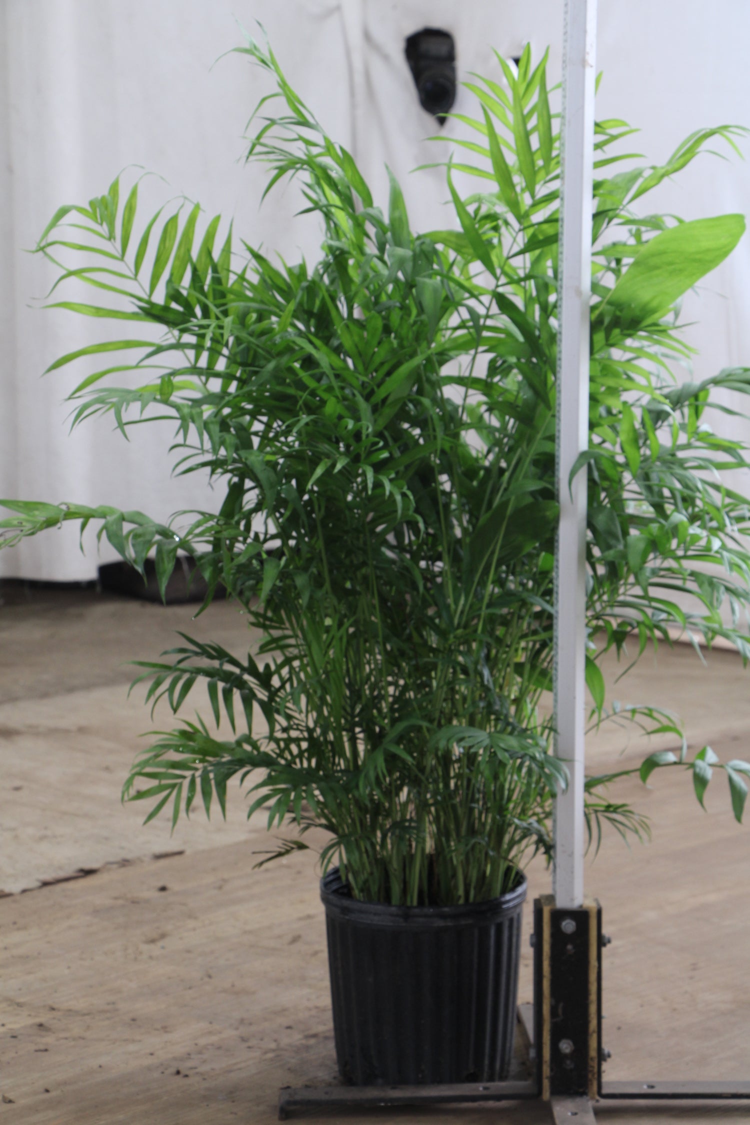 parlor palm price 3-5 FT Parlor Palm | Local NYC, NJ, CT, Boston, Providence, Washington DC, Baltimore, Philadelphia, Princeton, Long Island, and Upstate NY Delivery