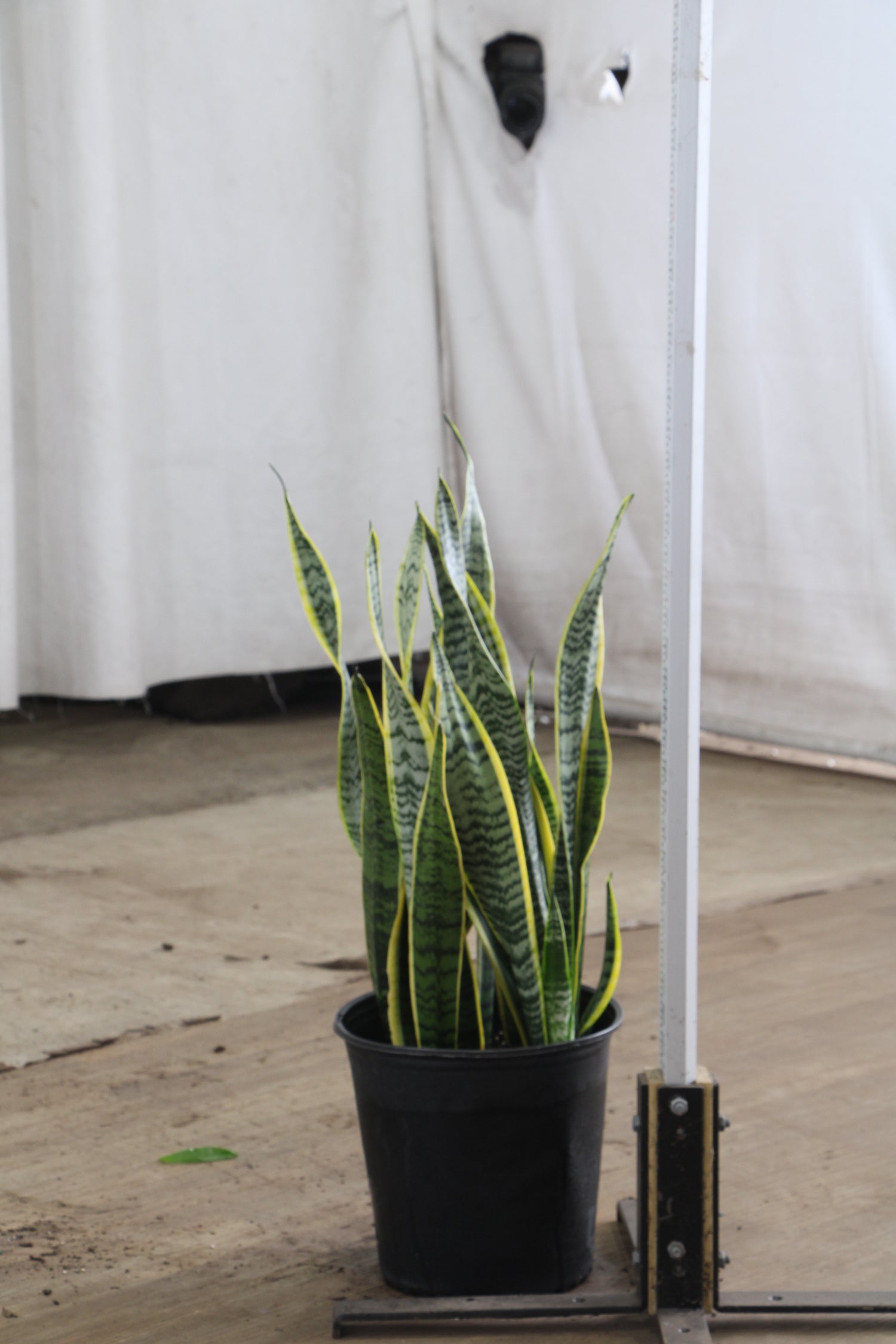 large snake plant delivery Large Snake Plant (trifasciata)