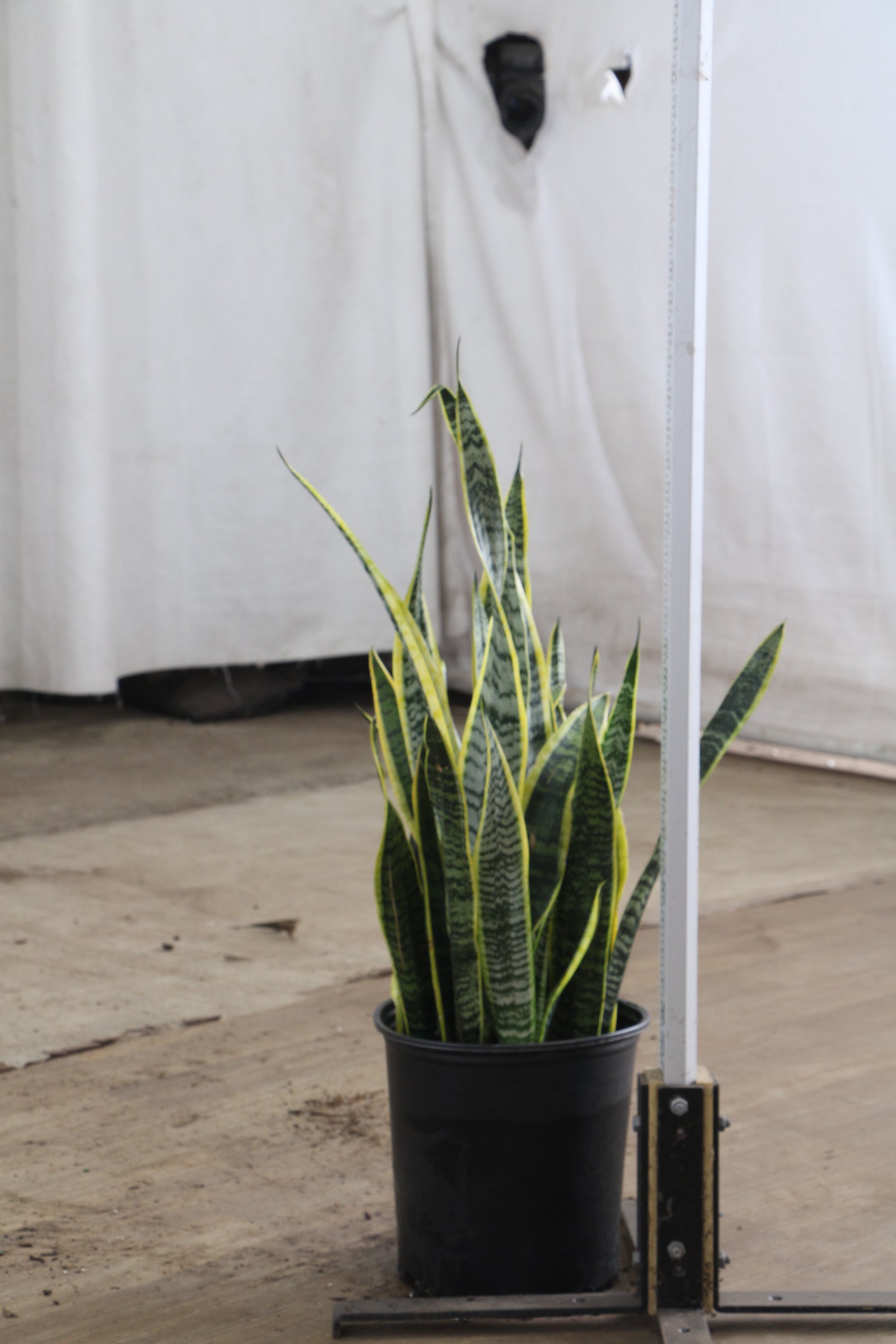amazon indoor plants Buy Snake Plant (trifasciata) Online | Large Indoor Plant