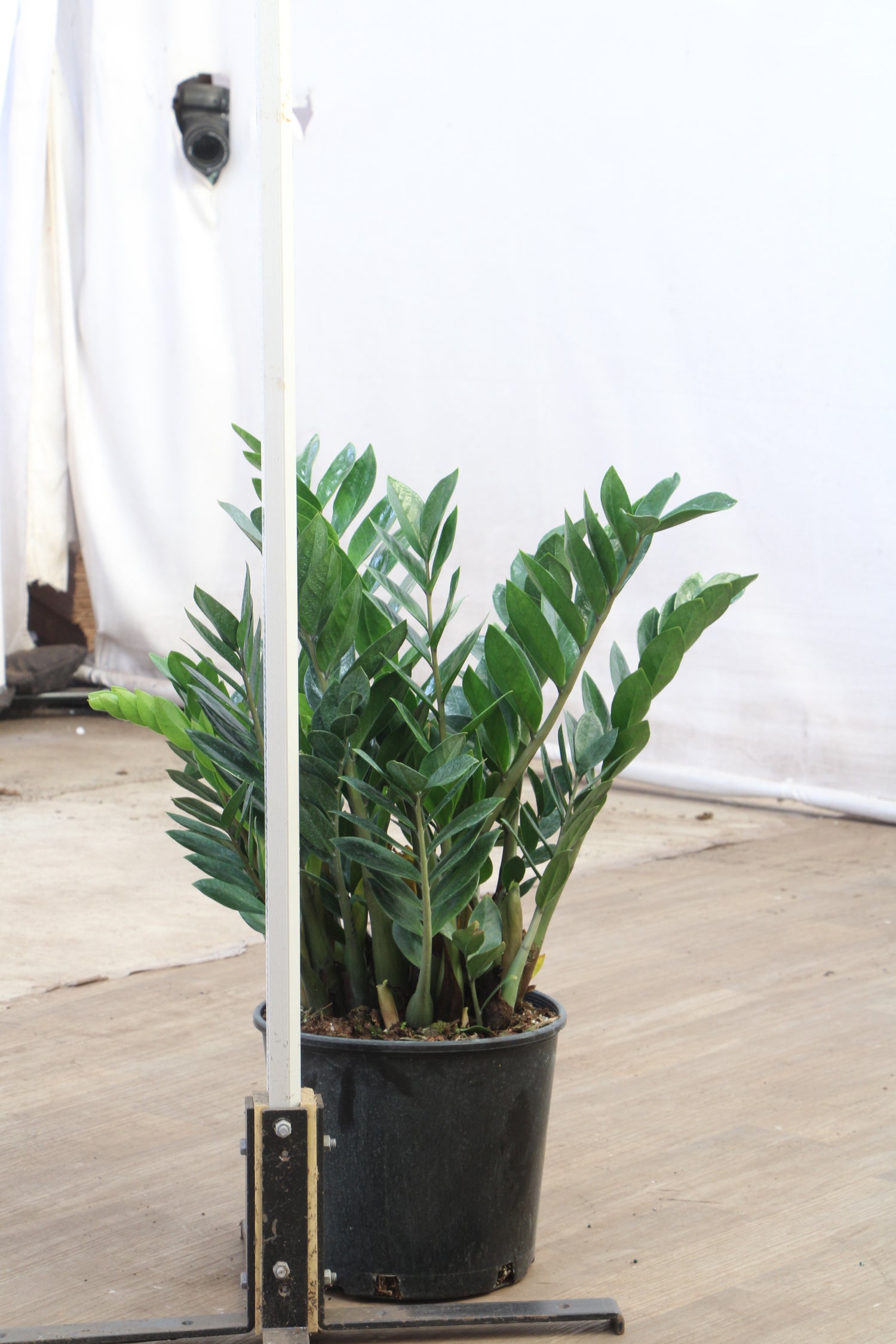 big zz plant for sale il Large ZZ Plant