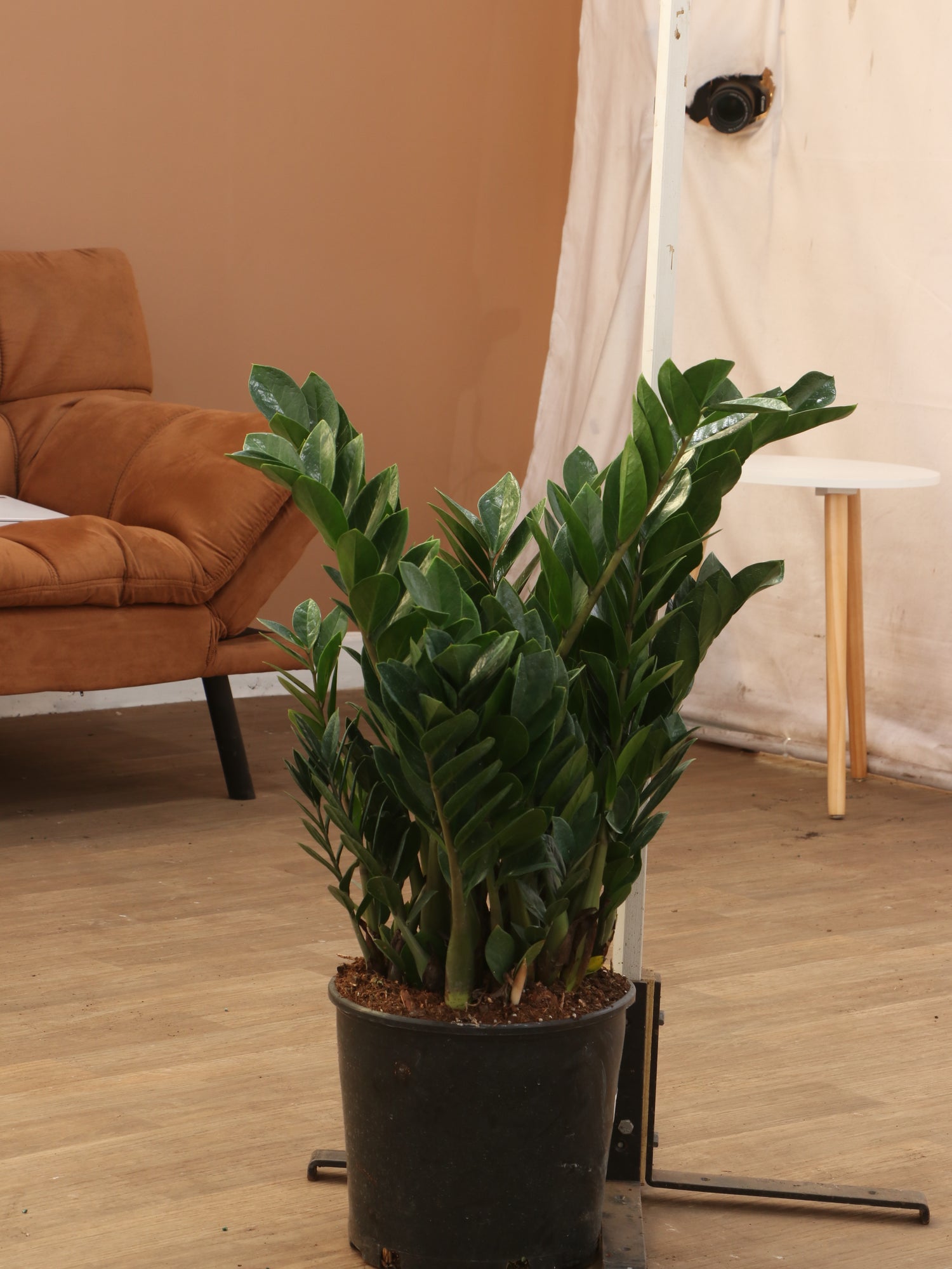 where can i buy zz plant uniontown pa Large ZZ Plant