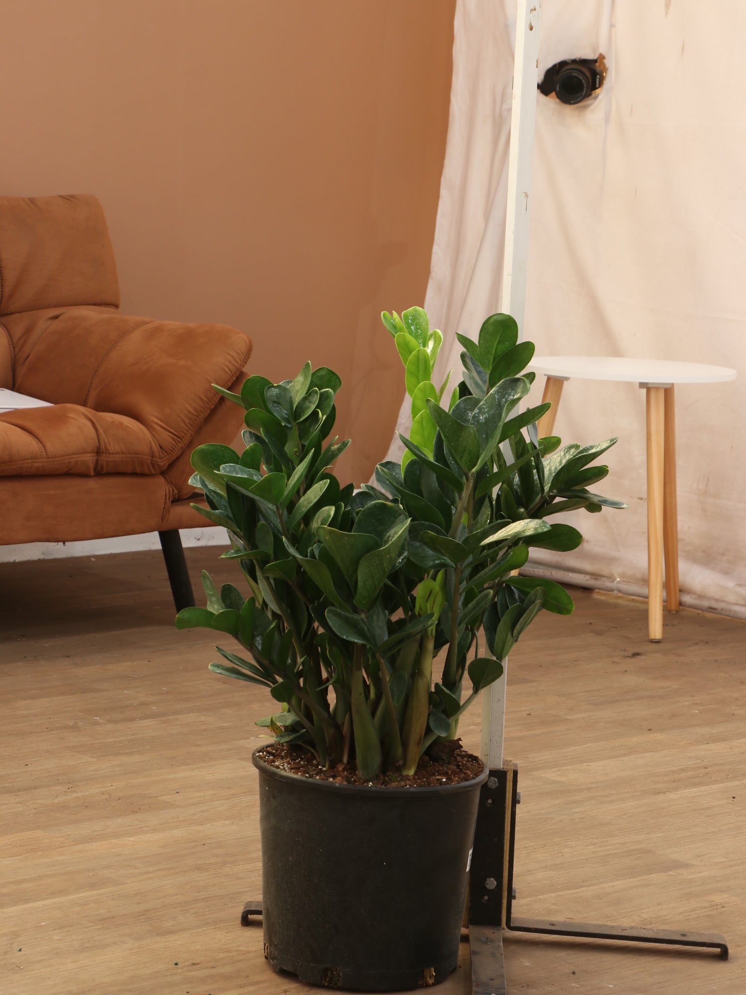 online plant store zz plant Large ZZ Plant