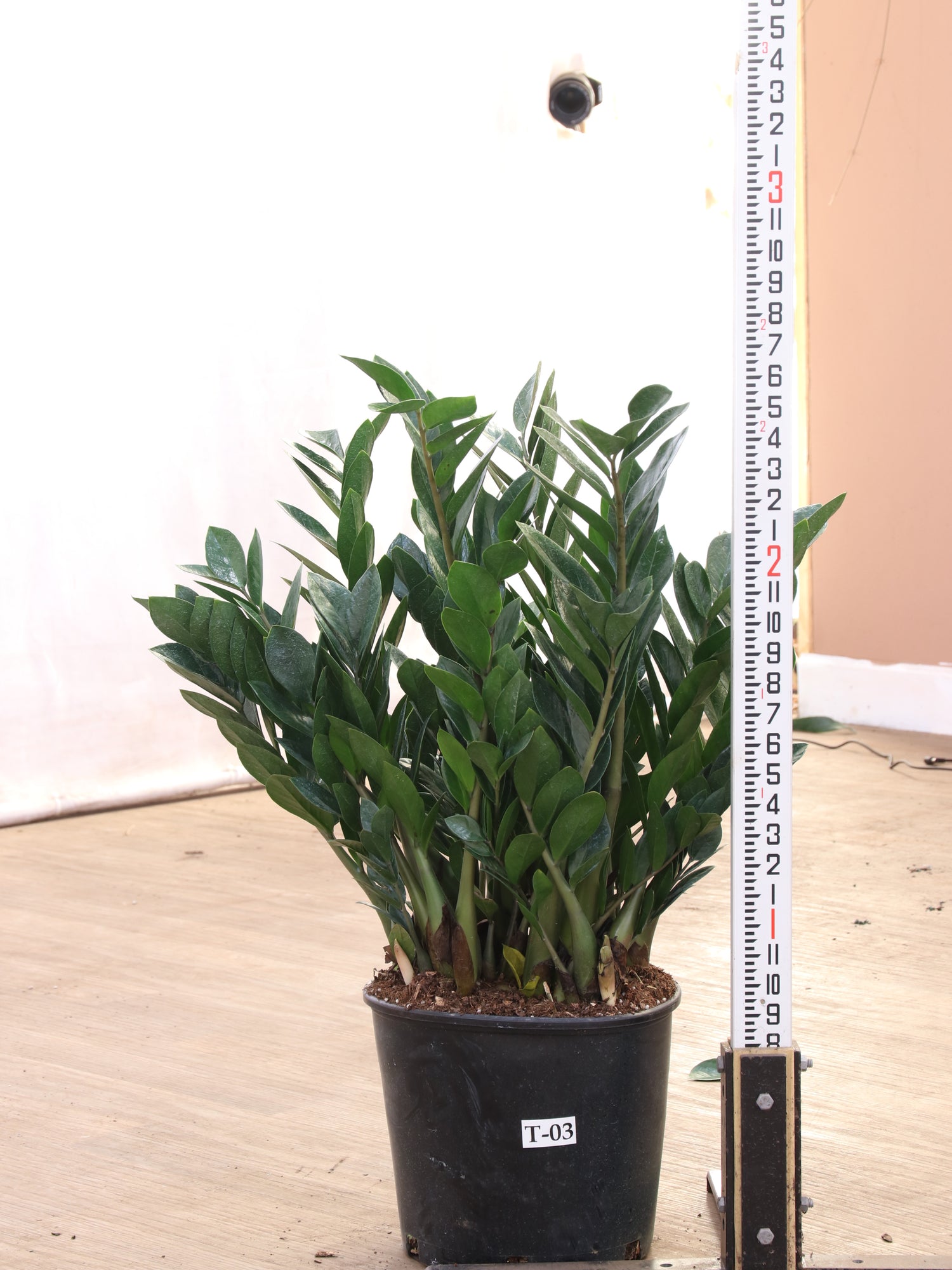 planta zz precio Buy Large ZZ Plant Online | Large Indoor Plant