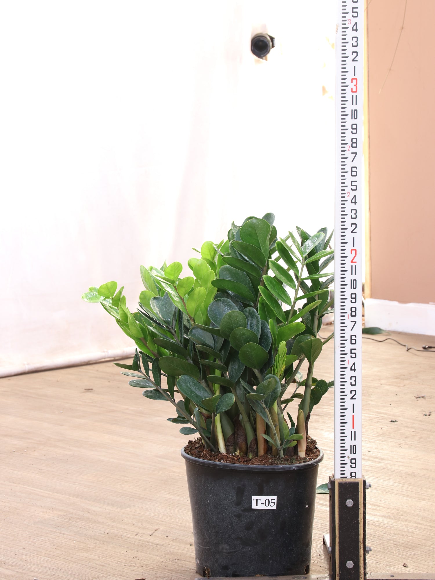 onyx zz plant Large ZZ Plant