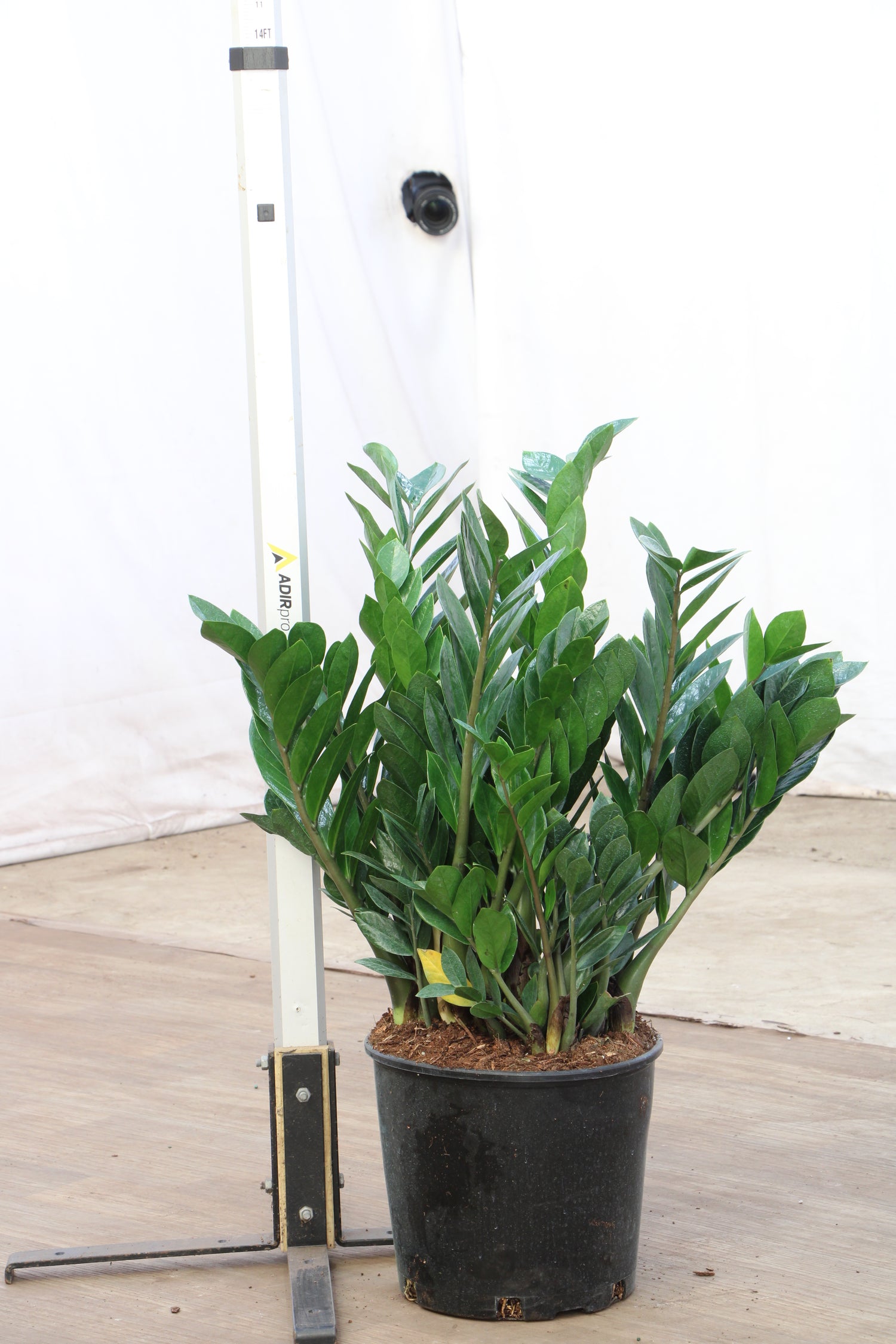 of 10 zz plant Large ZZ Plant