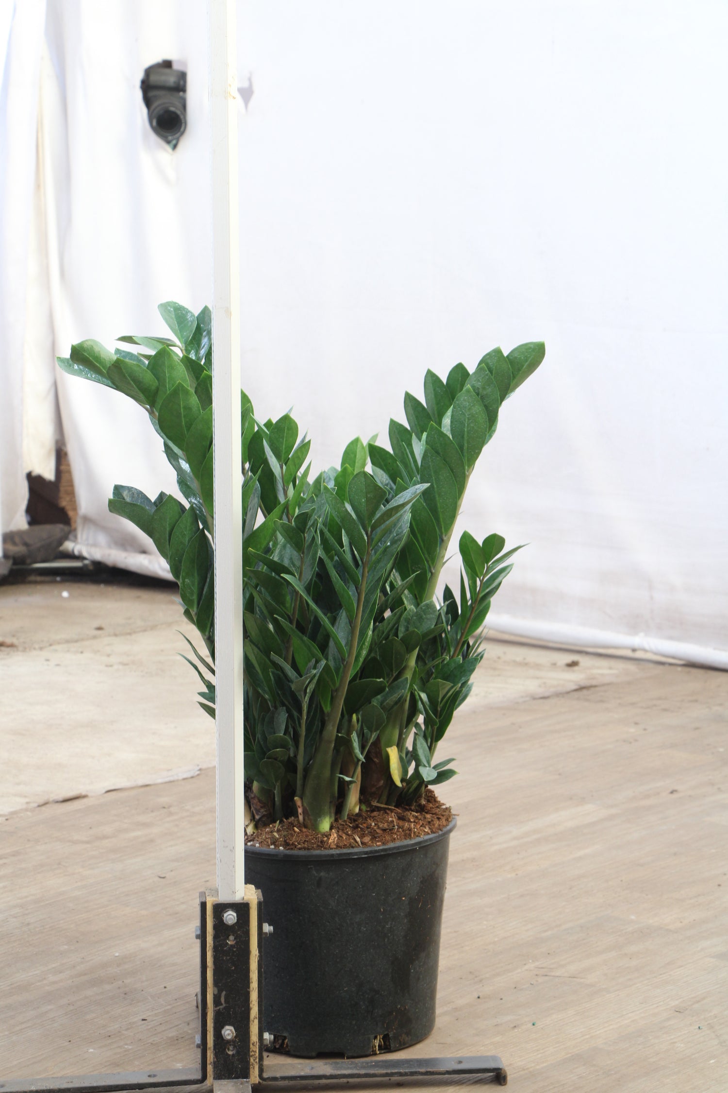 zz plant big size Buy Large ZZ Plant Online | Large Indoor Plant