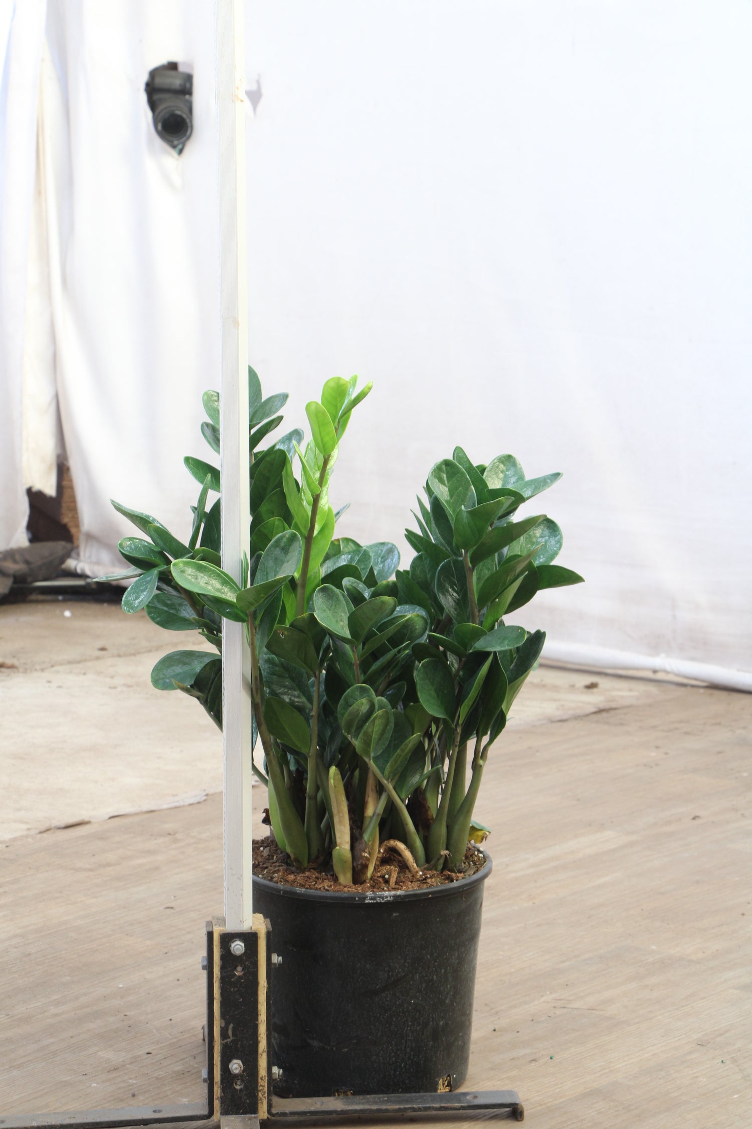 online plant store zz plant Large ZZ Plant