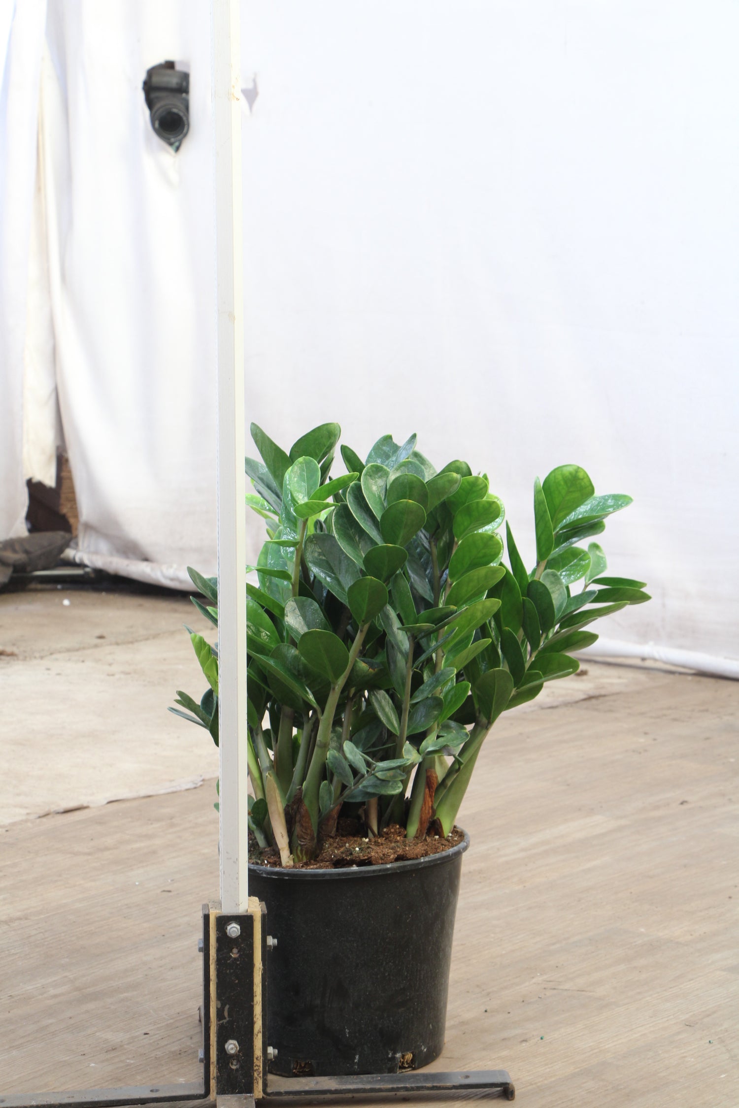 zz plant b&q Large ZZ Plant