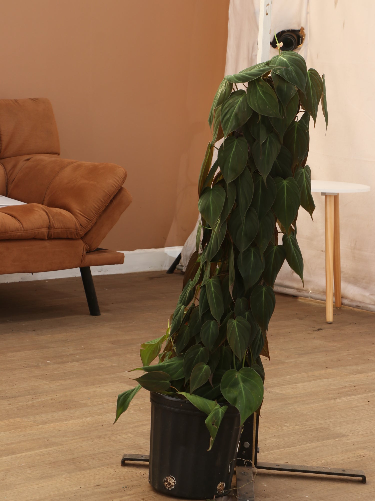 3-5 FT Philodendron Mican Pole – Dahing Plants