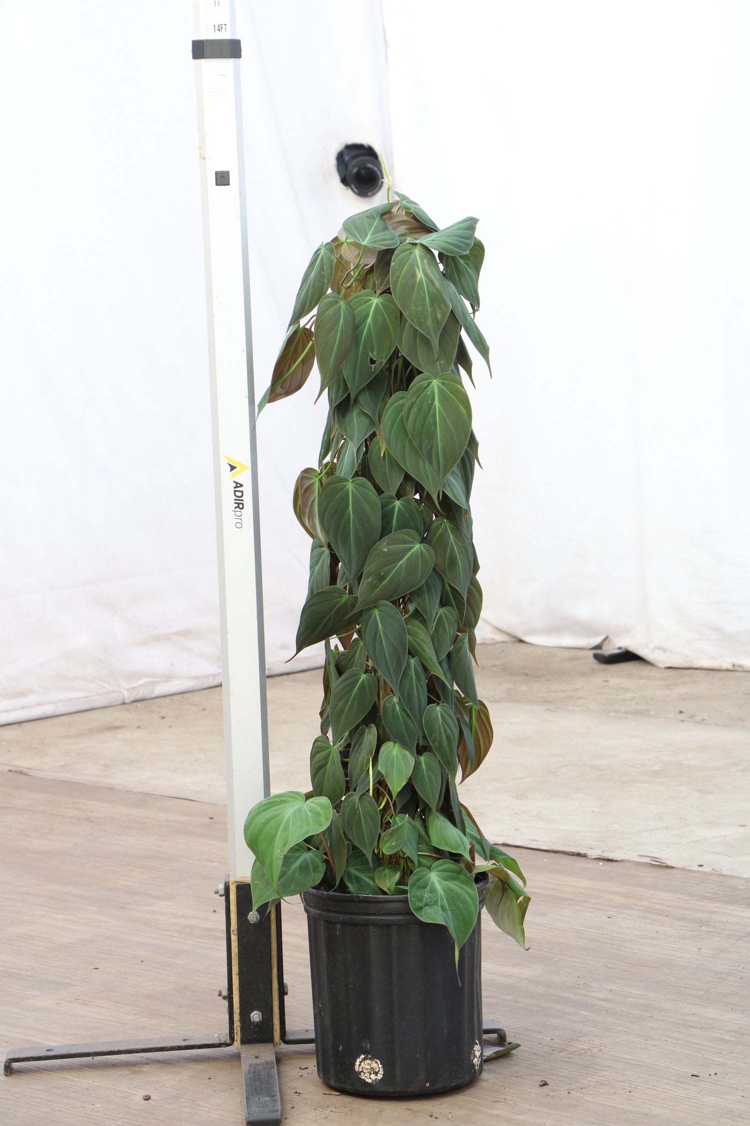 giant philodendron micans Buy Philodendron Mican Pole Online | Rare Indoor Plant