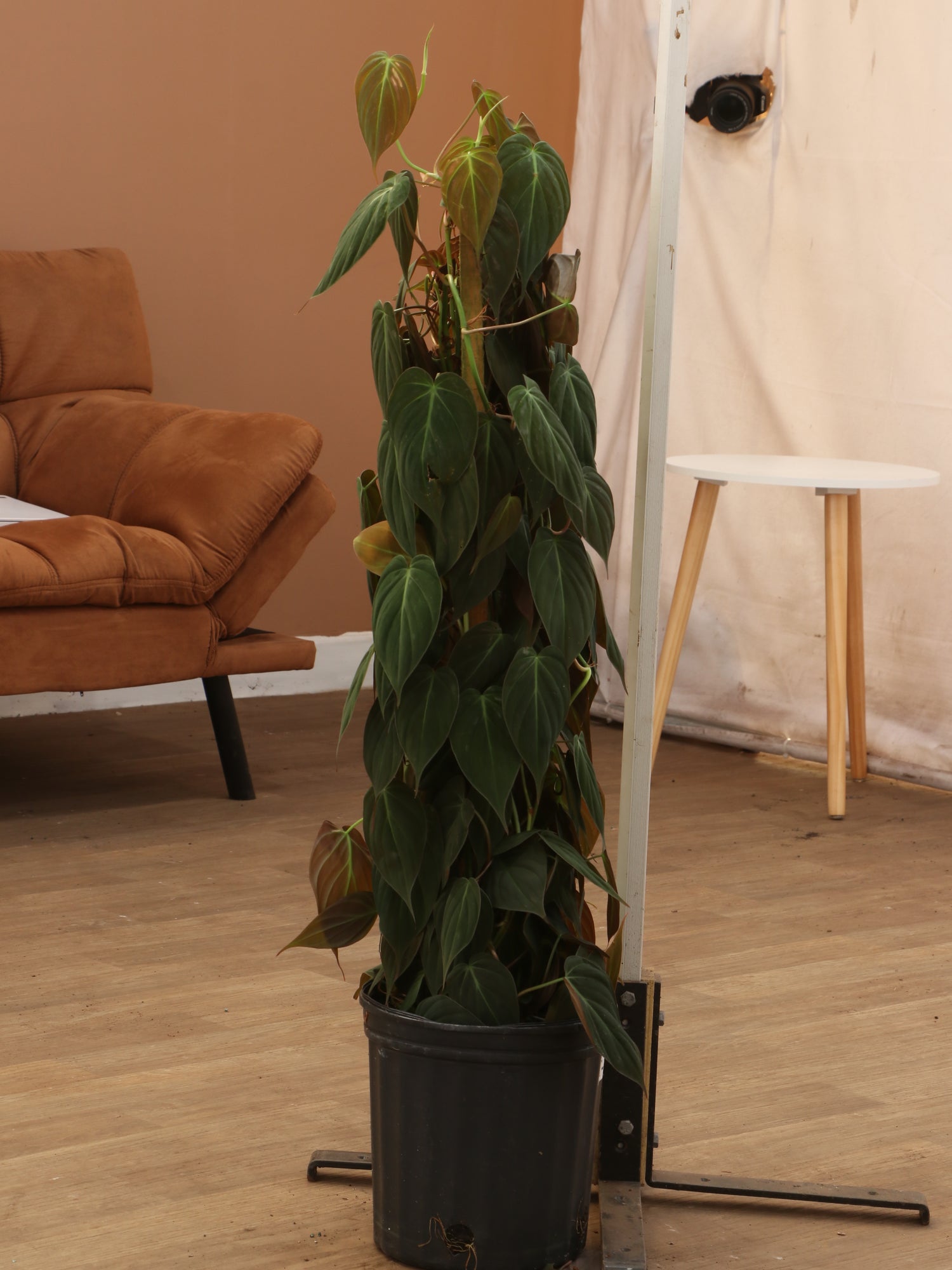 micans on moss pole Large Philodendron Mican Pole