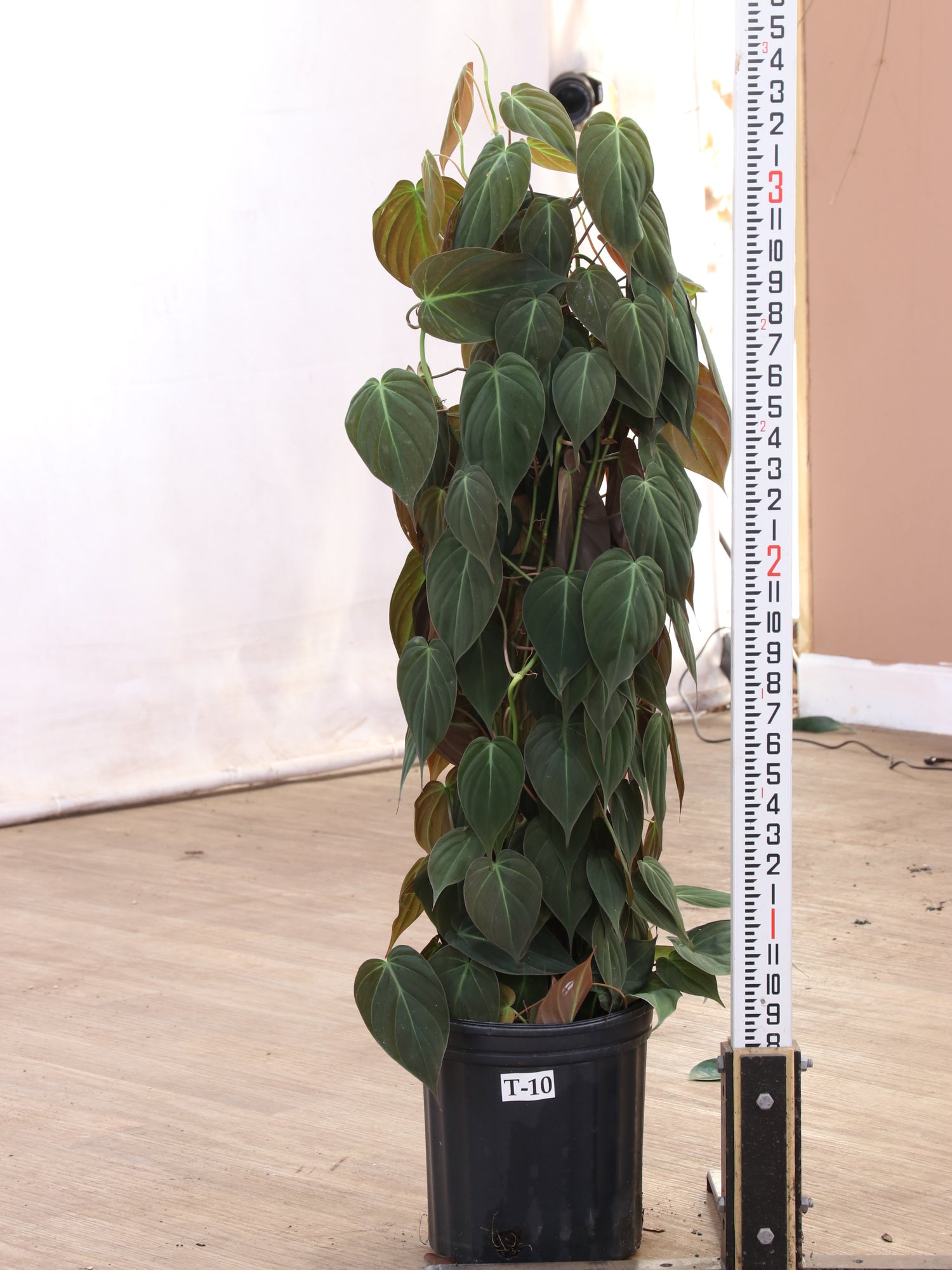 3-5 FT Philodendron Mican Pole – Dahing Plants