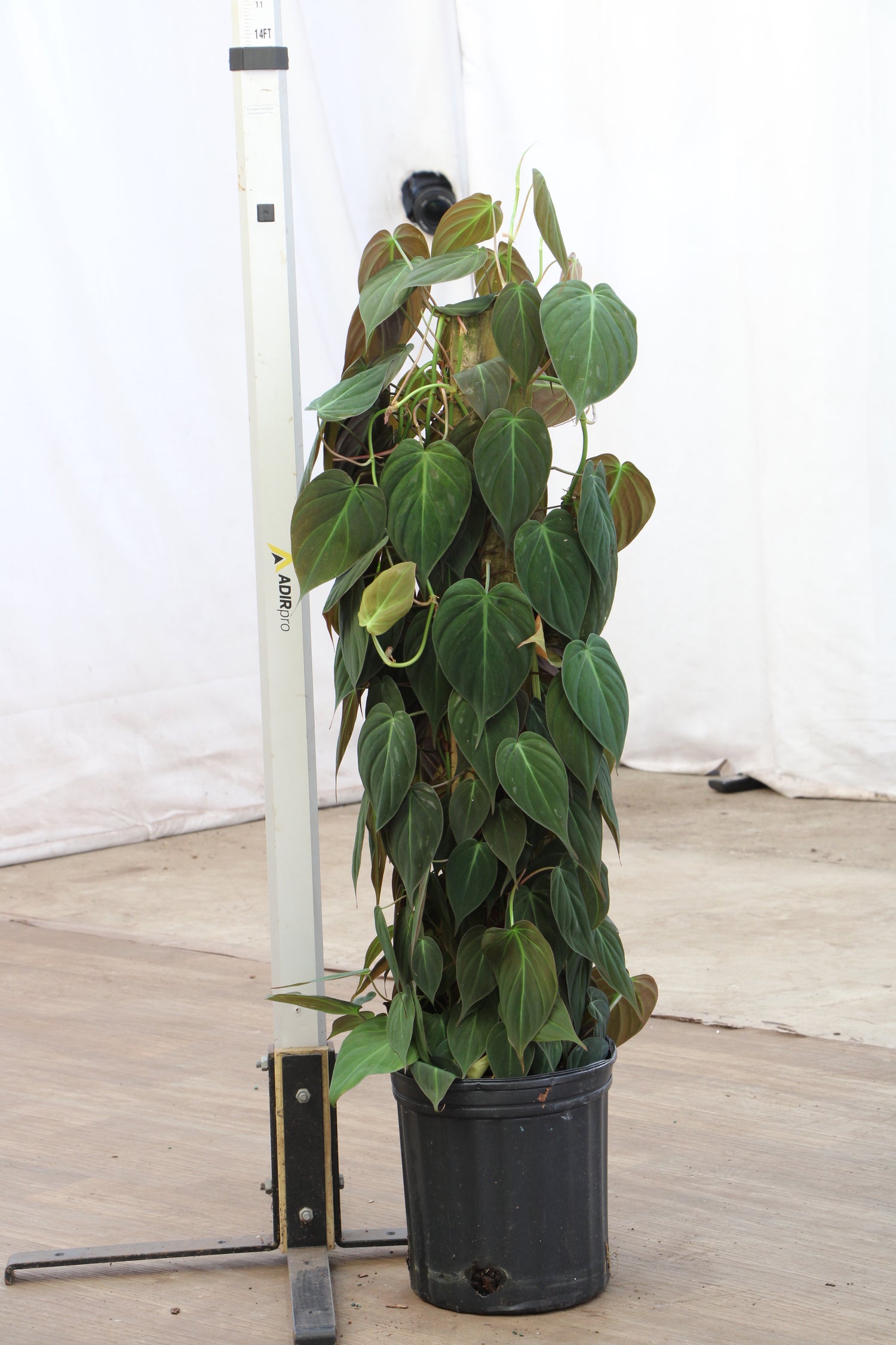 philodendron micans pole Large Philodendron Mican Pole