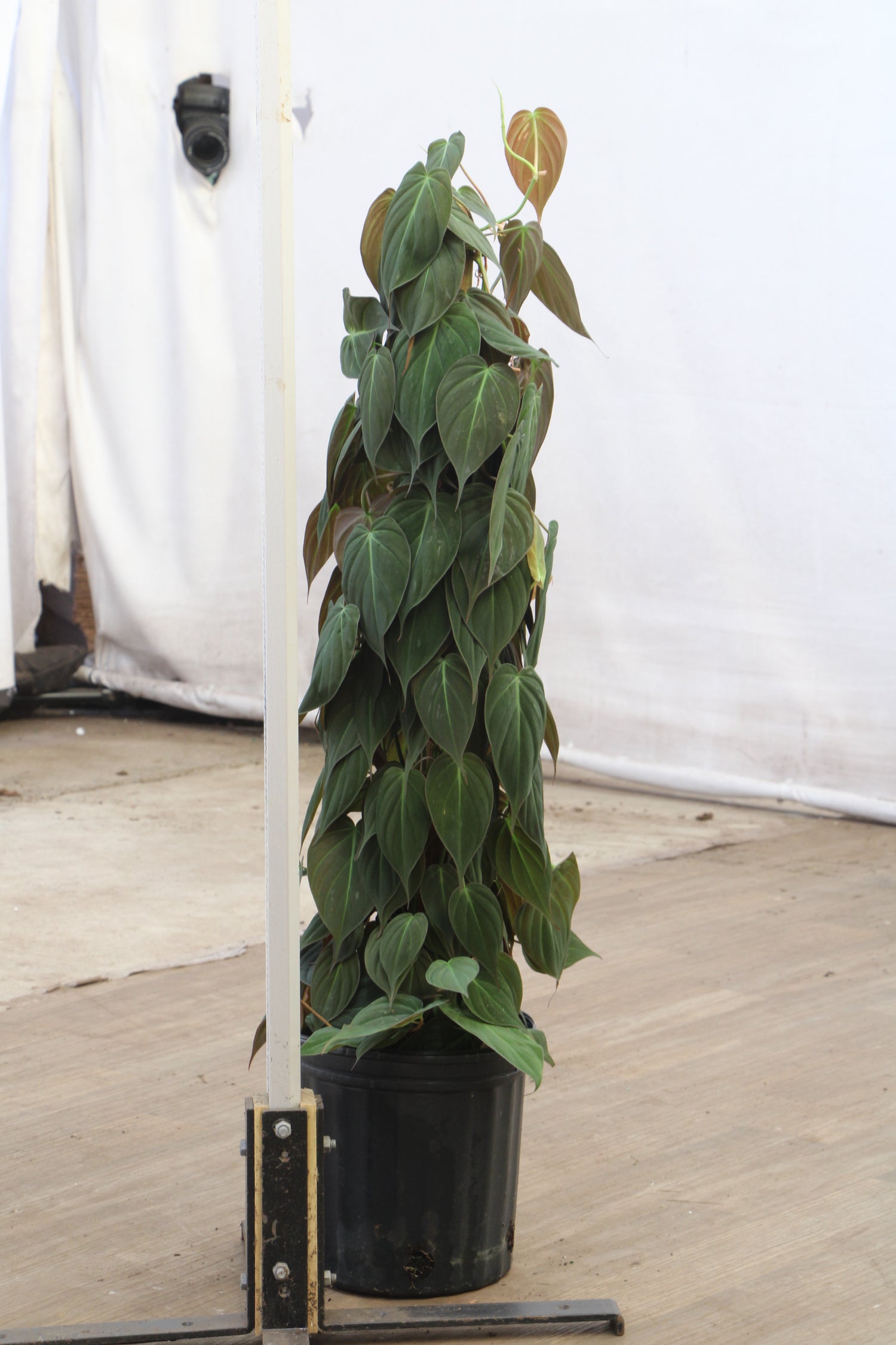 micans on moss pole Large Philodendron Mican Pole