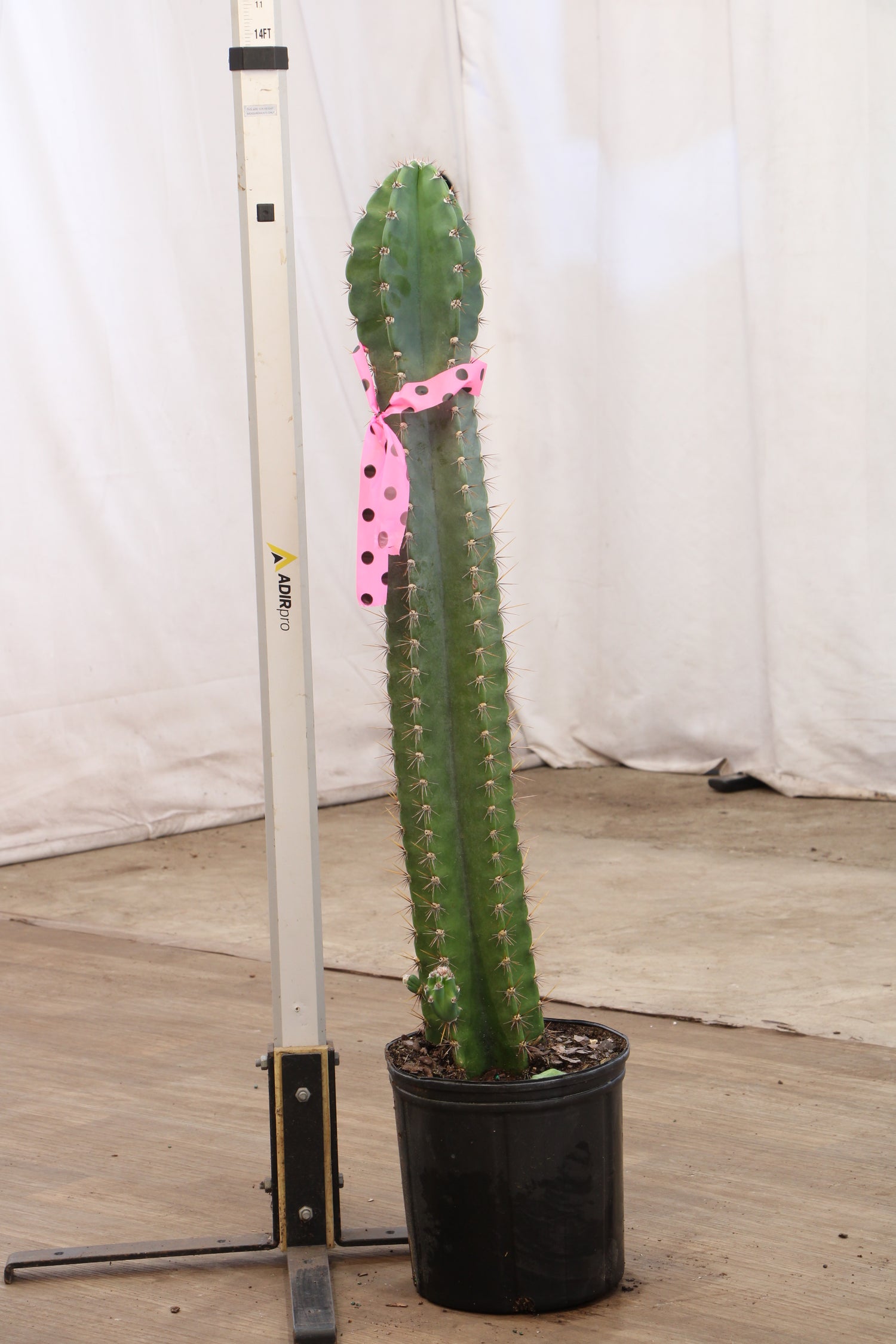 types of tall skinny cactus 3-5 FT Peruvian Cactus (Single Stalk) – Dahing Plants