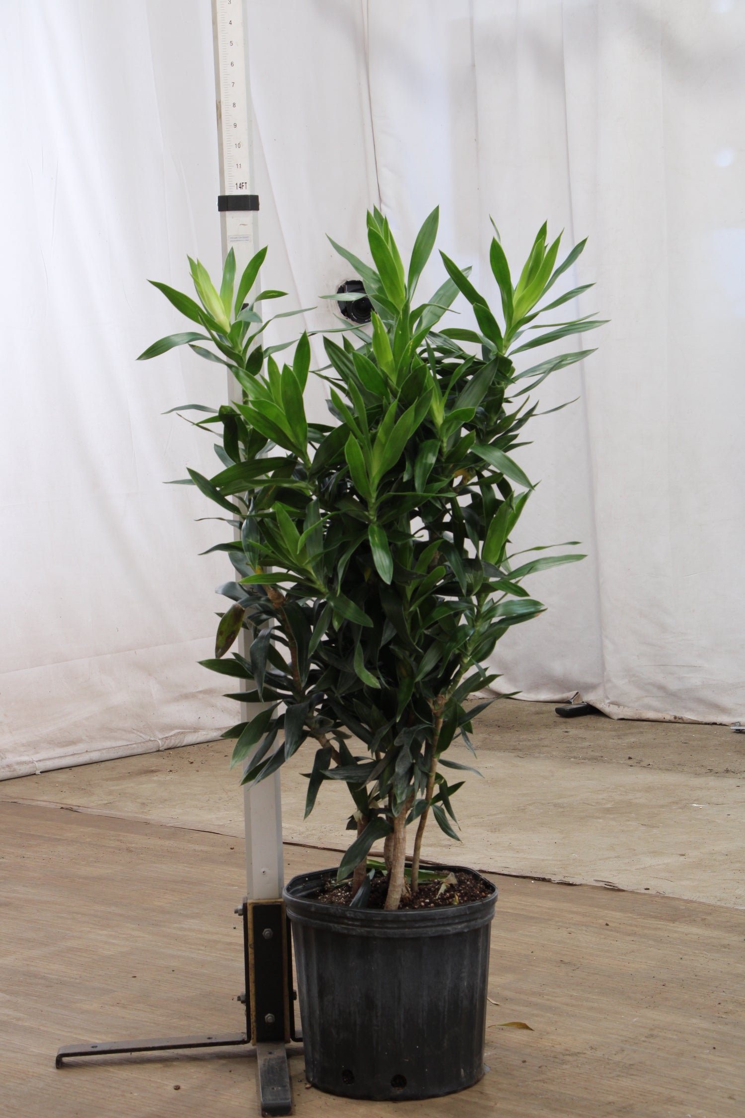 dracaena reflexa planta Buy Large Dracaena Reflexa Online | Large Indoor Plant