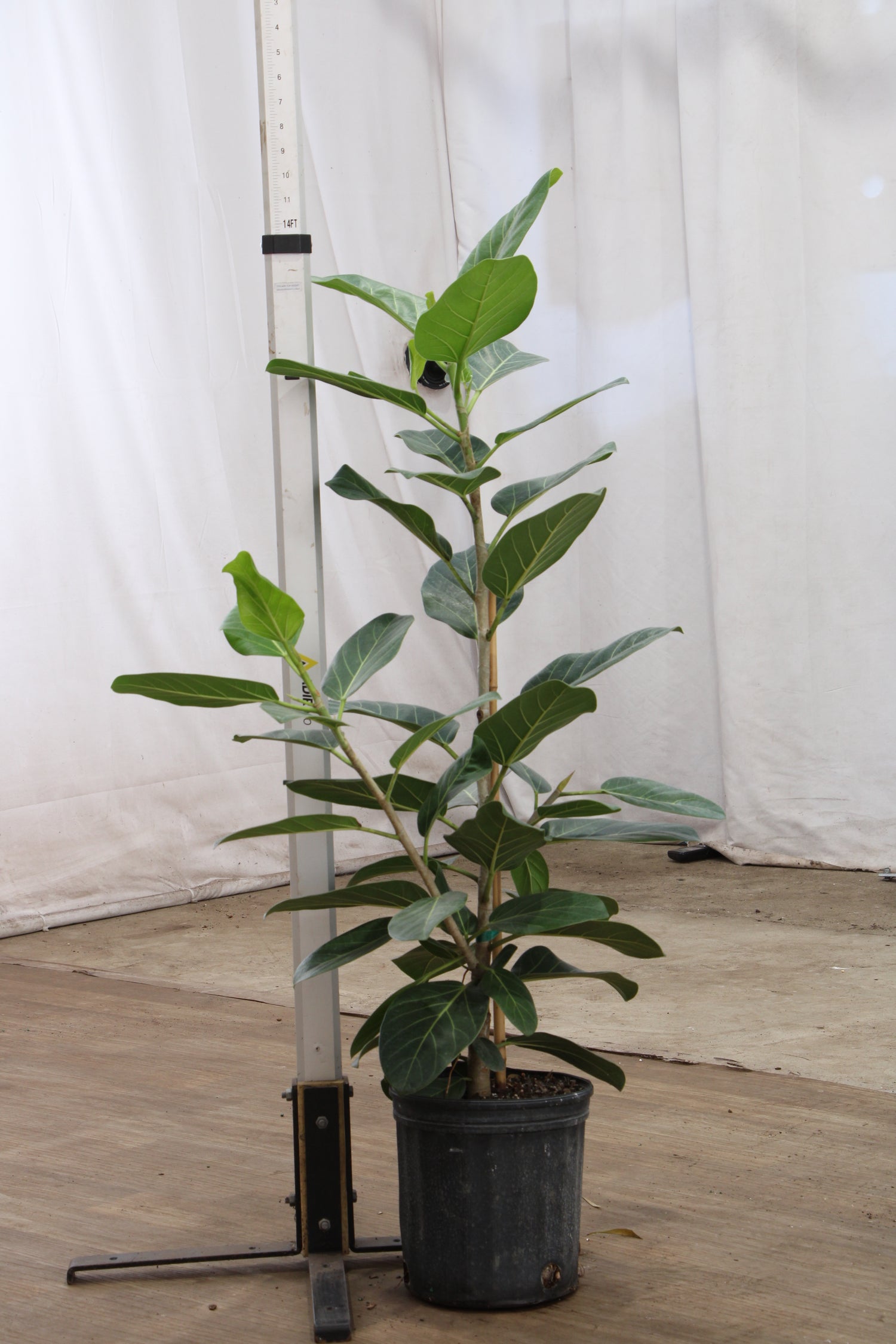 ficus audrey fort worth Ficus Audrey Bush Houseplant with Planter - Large (3-3.5' tall) Sand Planter