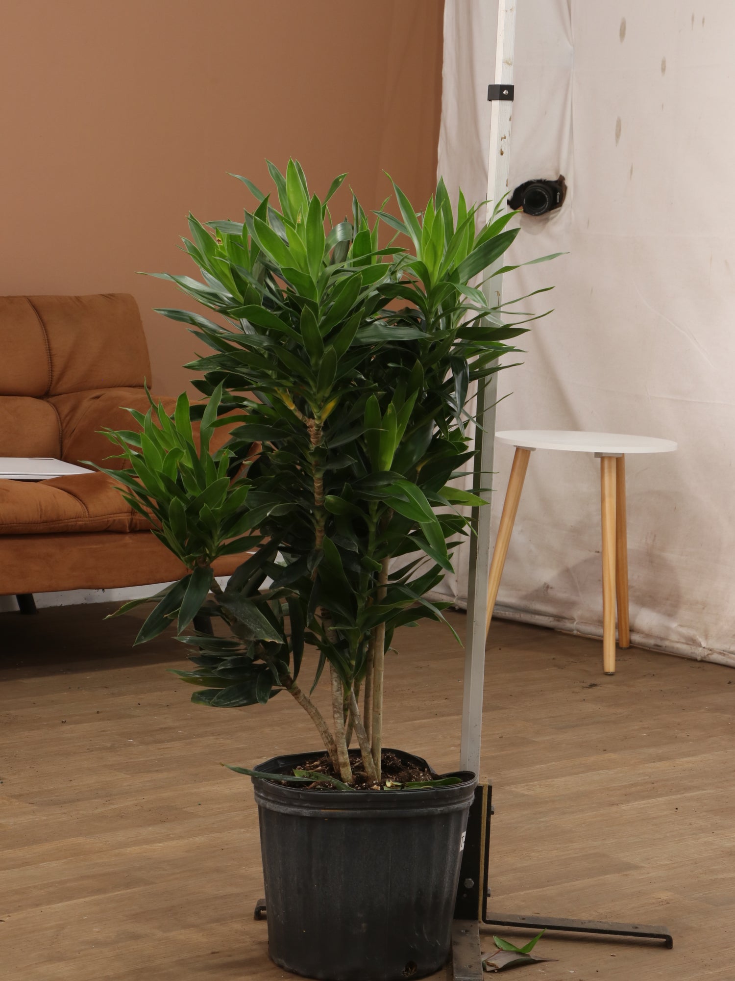 dracaena reflexa large Large Dracaena Reflexa