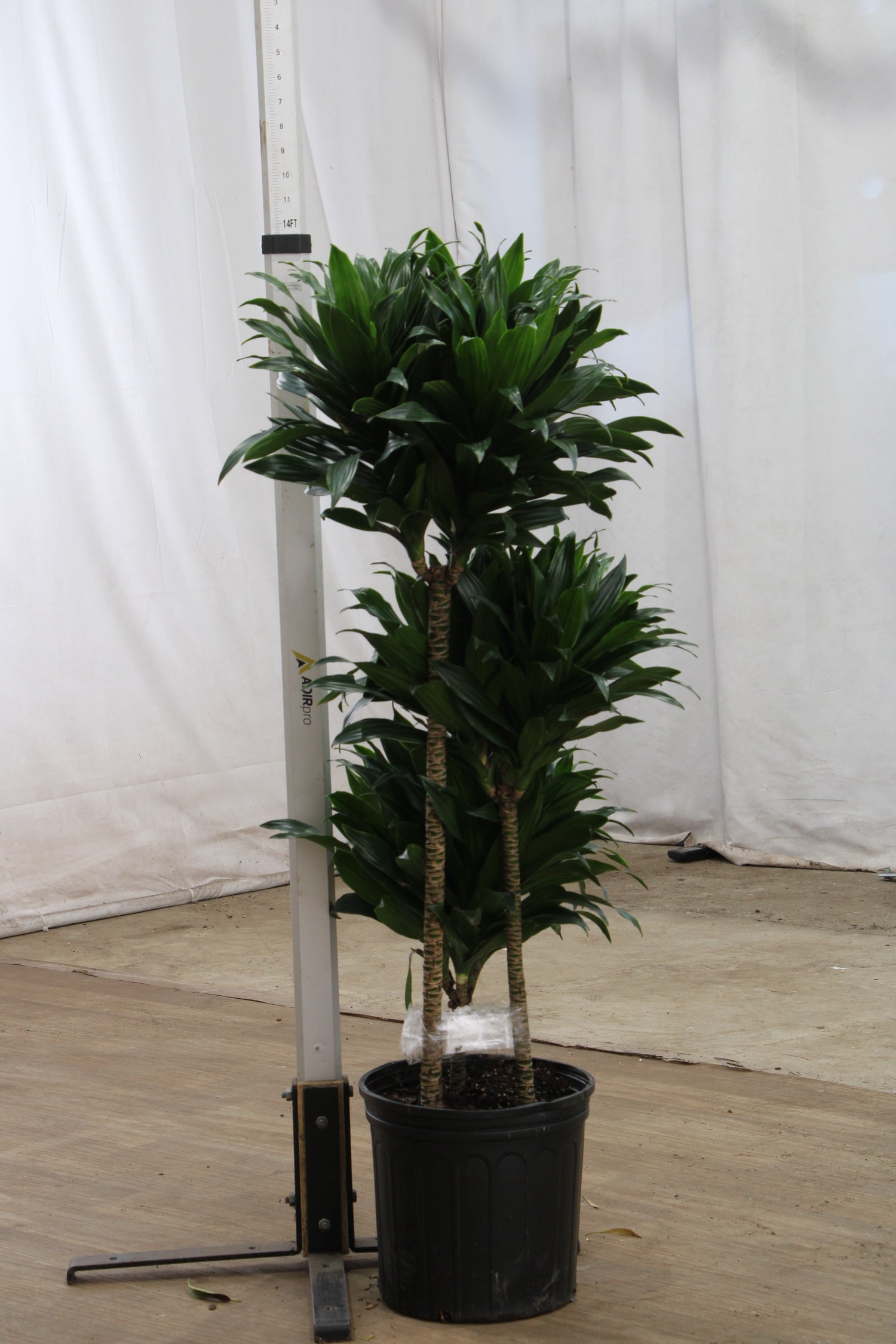 dracaena compacta common name Buy Dracaena 'Compacta' Online | Large Indoor Plant