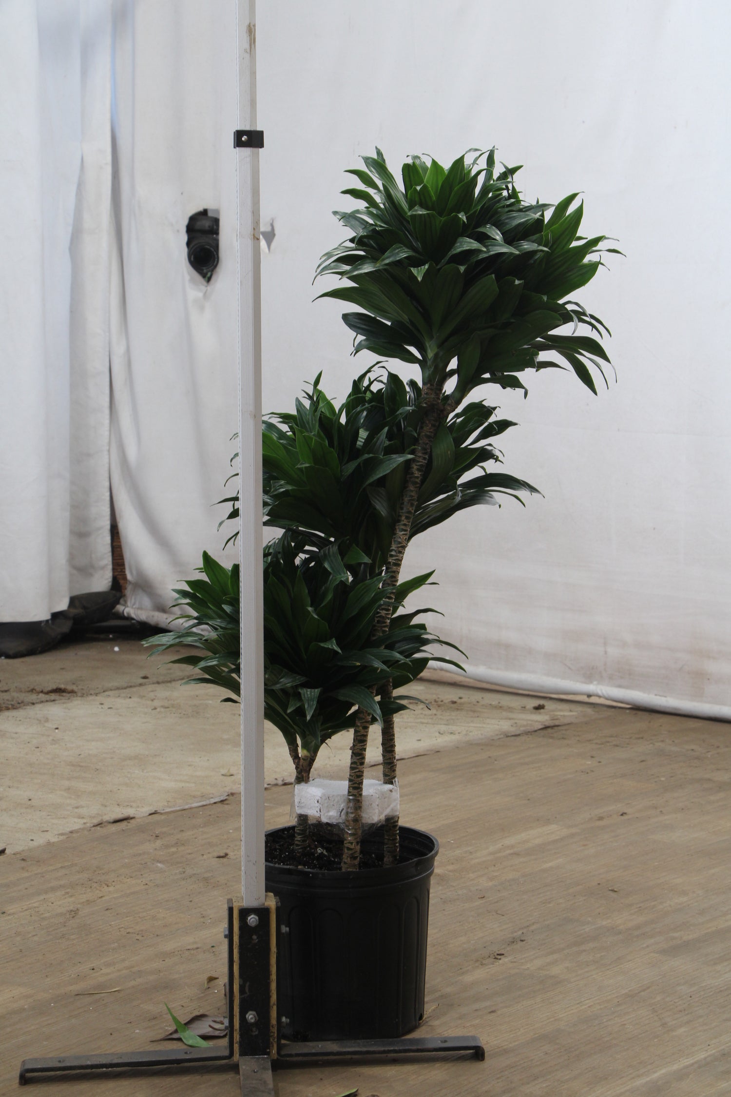 dracaena deremensis virens compacta Large Dracaena 'Compacta'