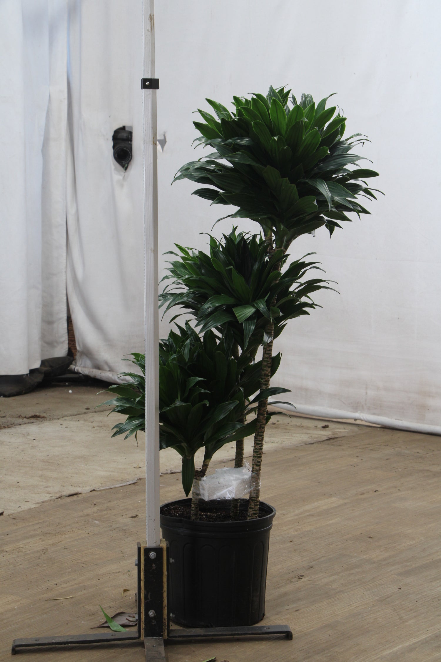 indoor dracaena compacta Buy Dracaena 'Compacta' Online | Large Indoor Plant