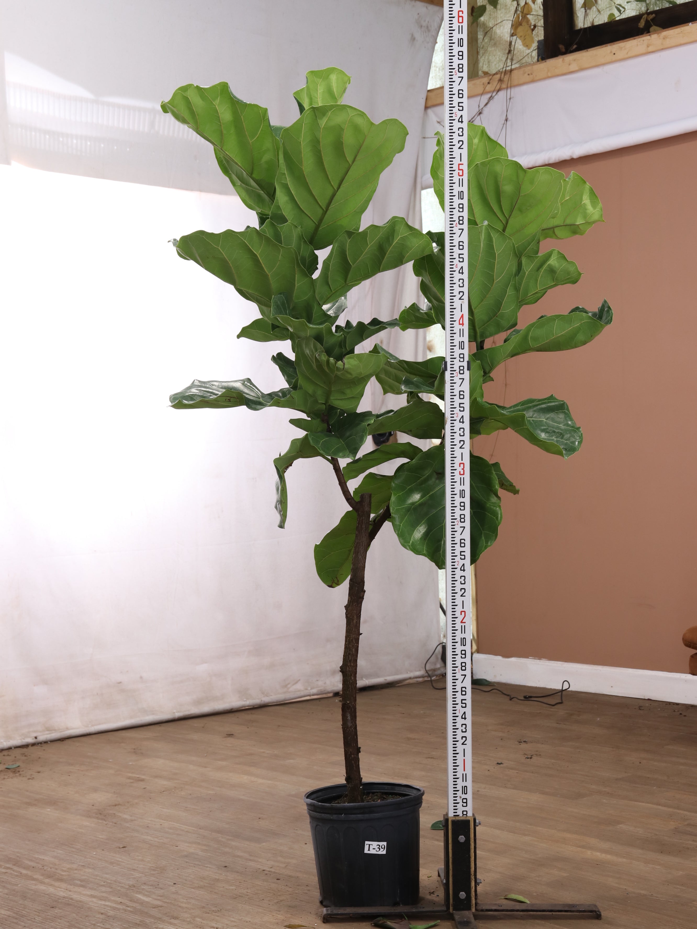 Dahing Plants Fiddle Leaf Fig