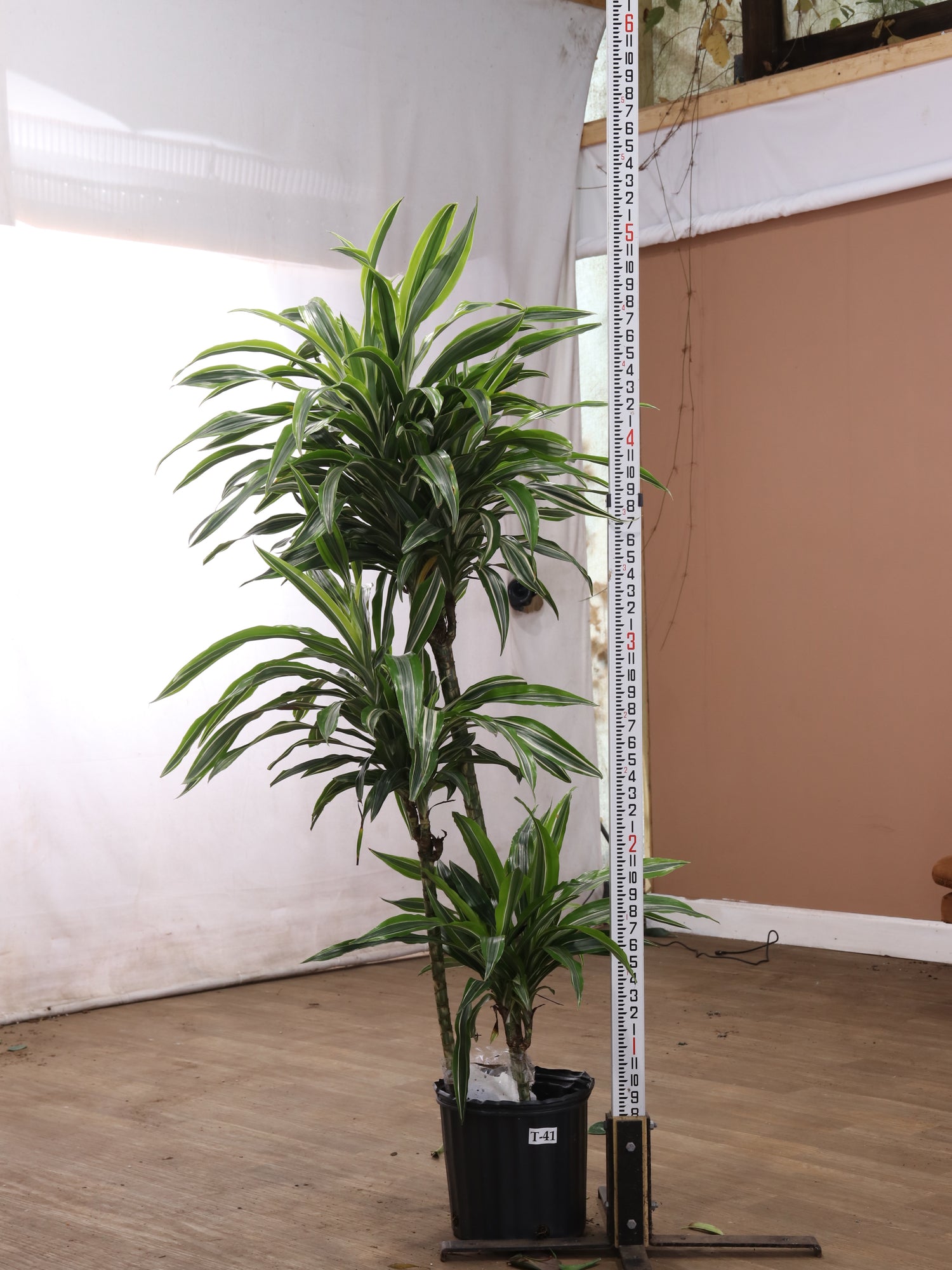 dracaena eve cane Large Dracaena 'Warneckii' Cane