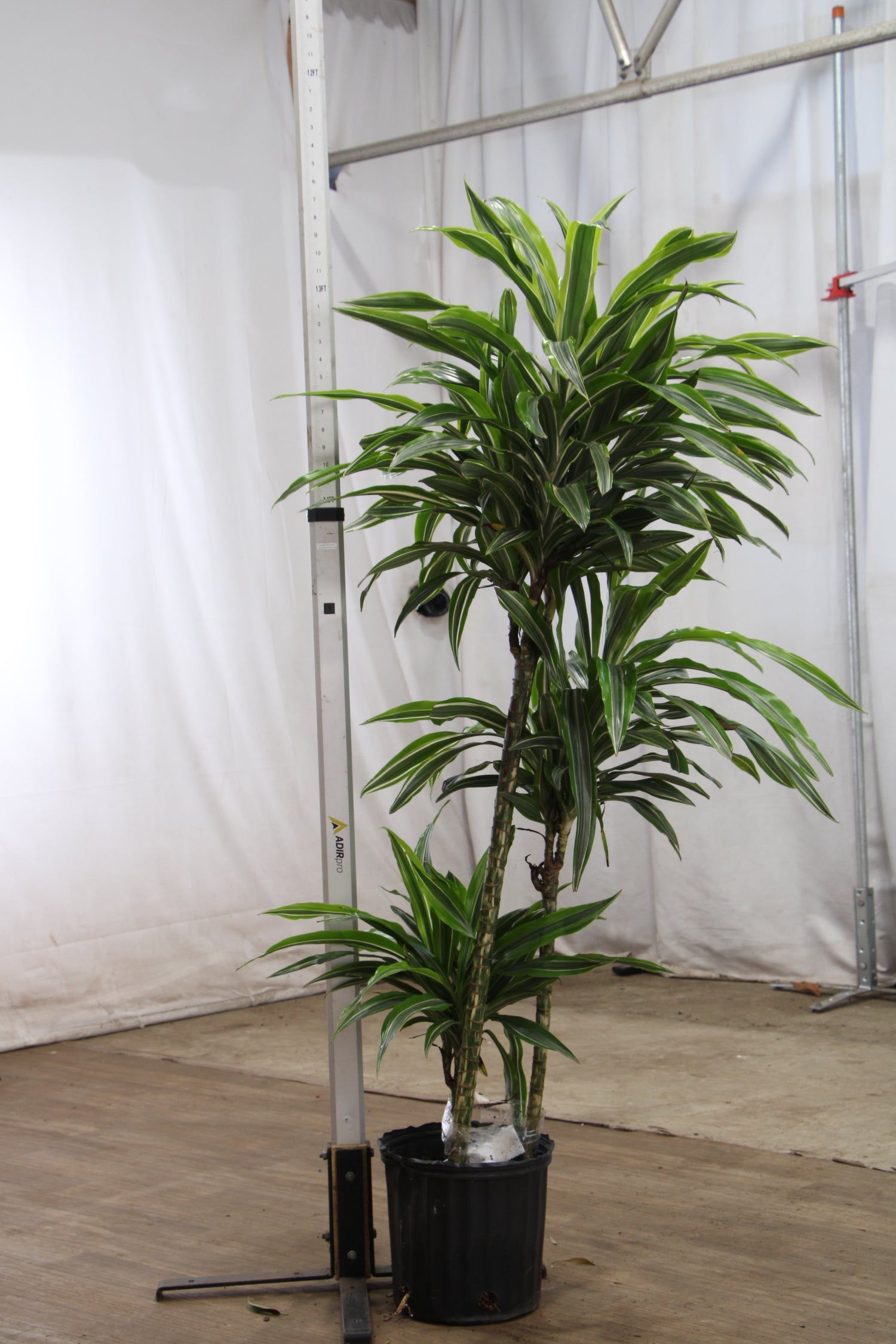 dracaena concinna kunth Large Dracaena 'Warneckii' Cane